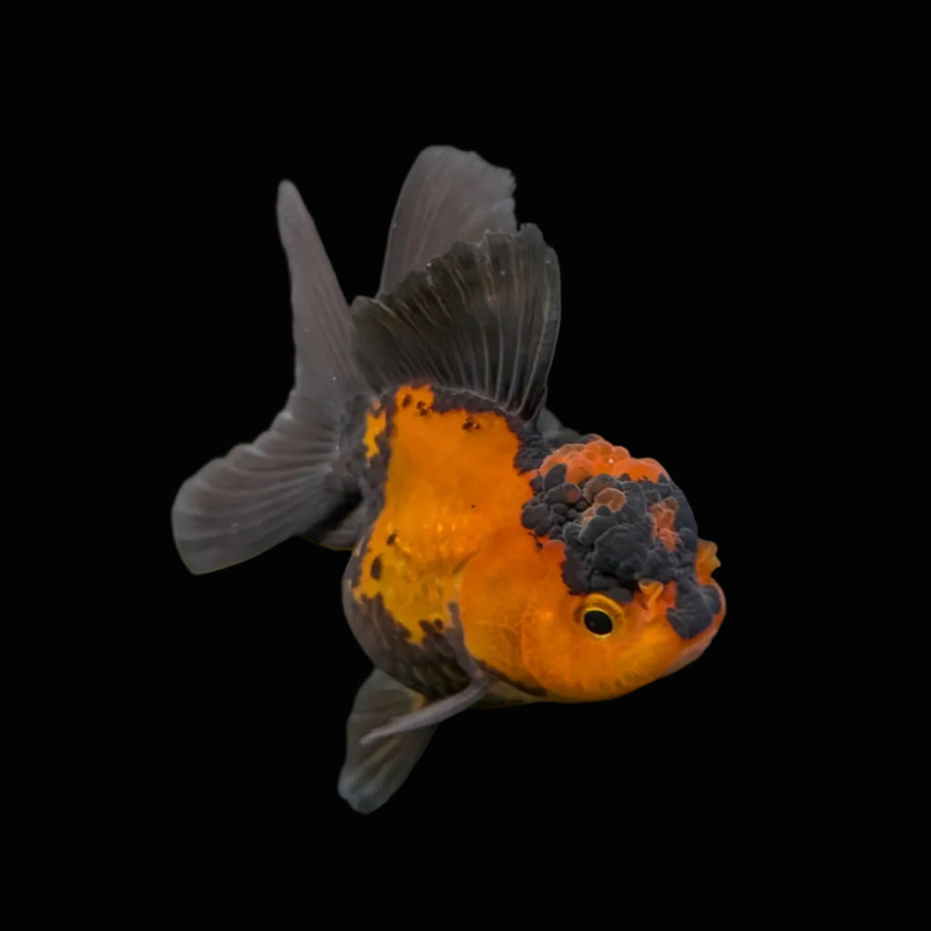 Juvenile Oranda Tricolor 3.5"-4" in.  ID#403T8A-003