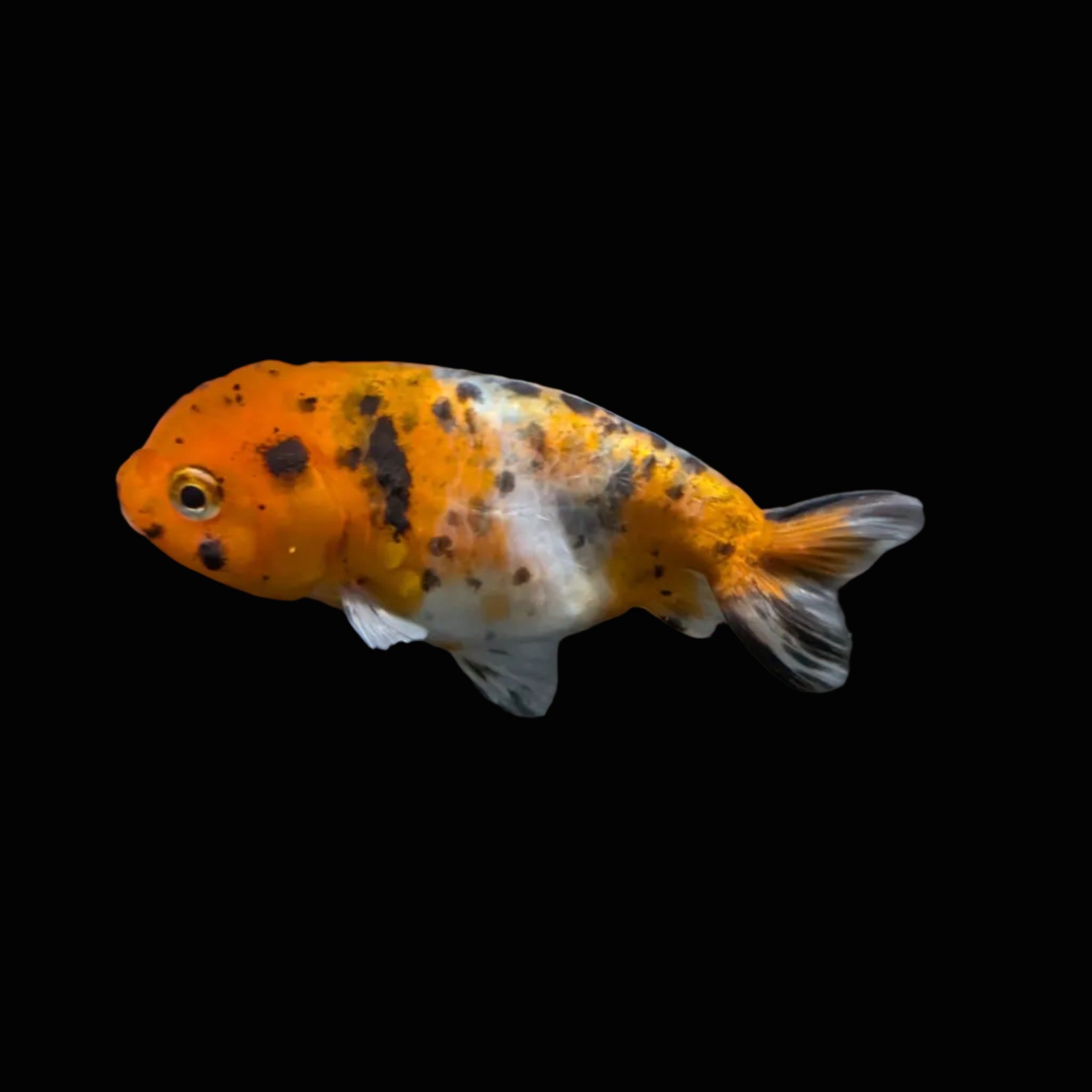 Ranchu Calico 3"-3.5" in. ID#417R13A-004