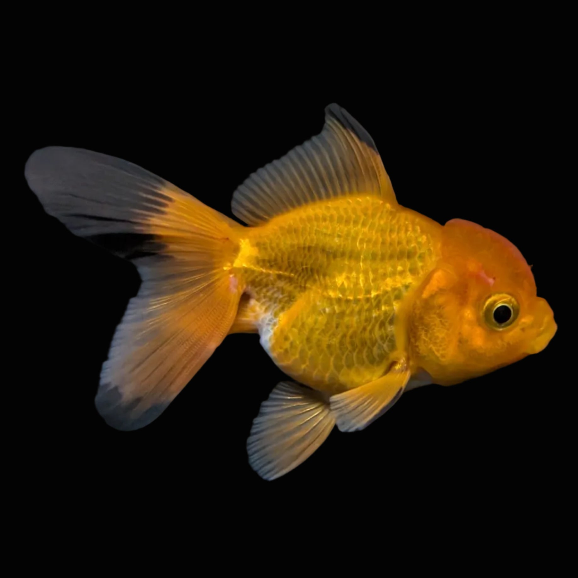 Thai Juvenile Oranda Red Black 3"-3.5" in.  ID#724T1A-023