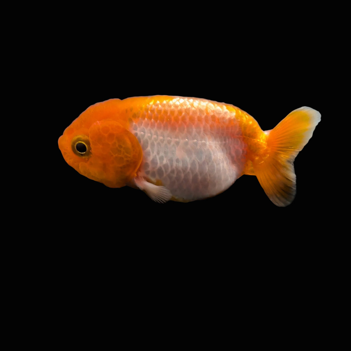 Baby Rancho Fish Baby Ranchu Red White 2.5