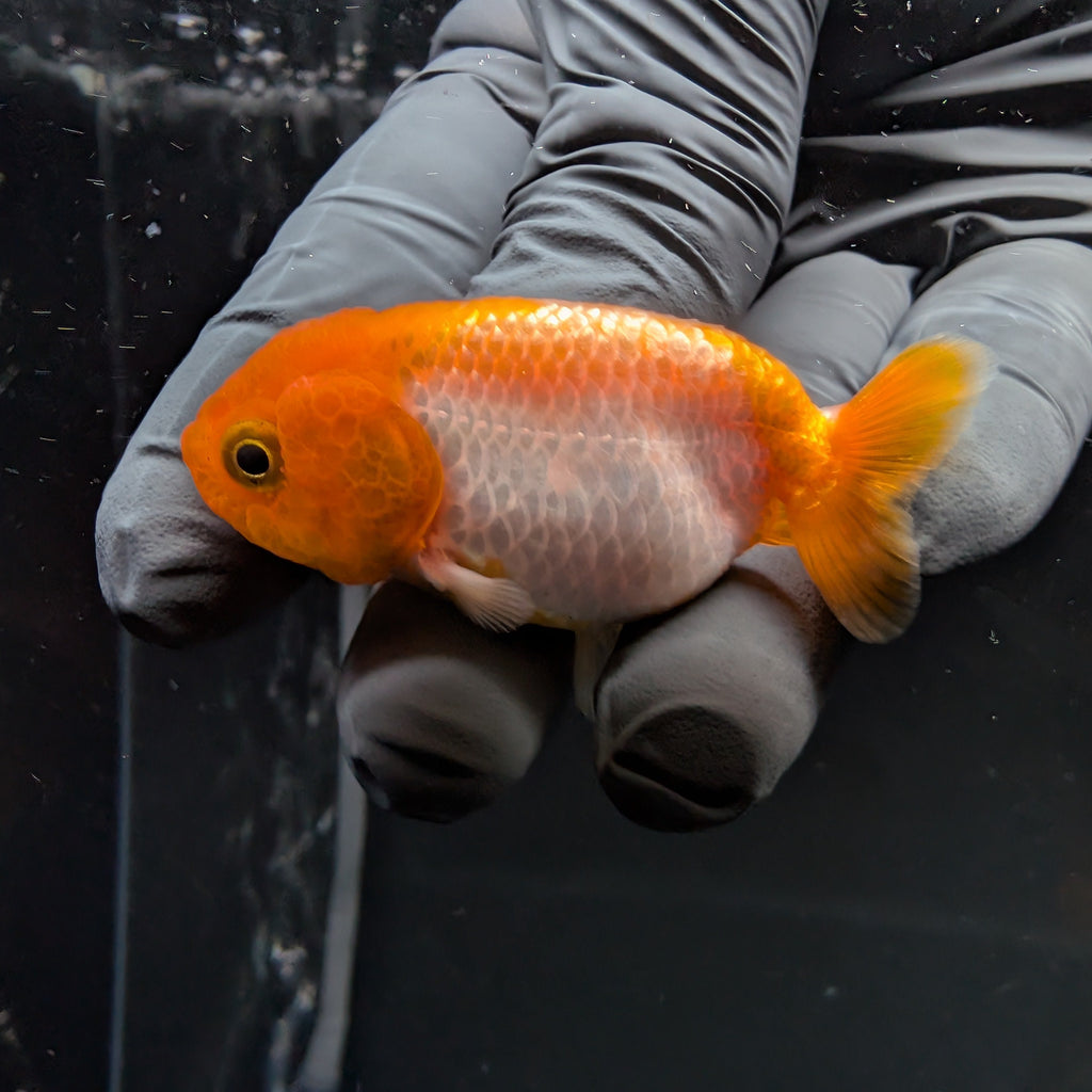Baby Ranchu Red White 2.5"-3" in. ID#515R4A-003