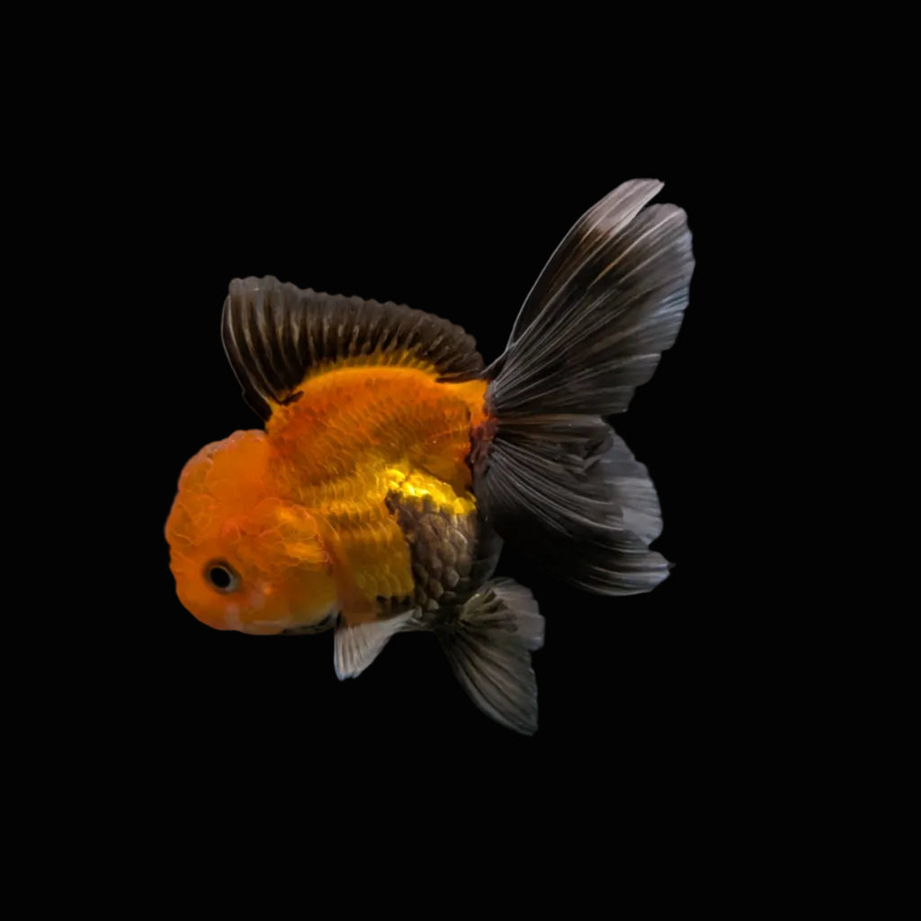 Juvenile Oranda Red Black 3.5"-4" in.  ID#327T13b-031