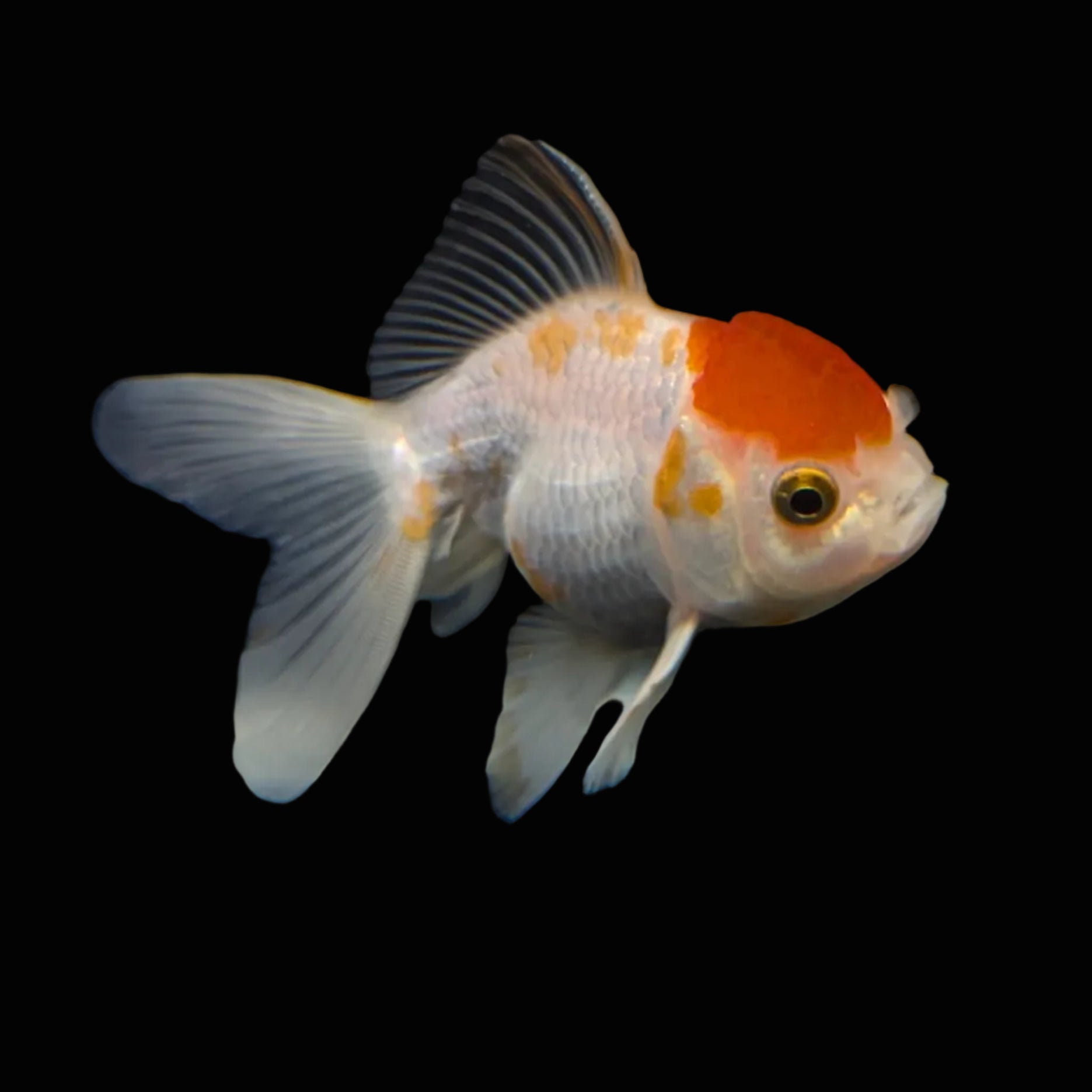 Thai Juvenile Oranda Red White 3"-3.5" in.  ID#724T1A-026