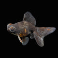 Telescope Butterfly Kirin Calico 3.5"-4" in. ID#515B4A-026