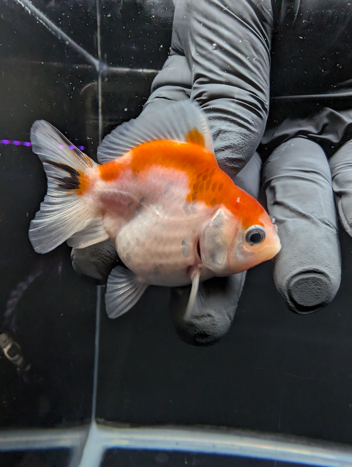 Baby Thai Shogun Oranda Tricolor 2"-2.5" in. ID#1016BSG11A-010