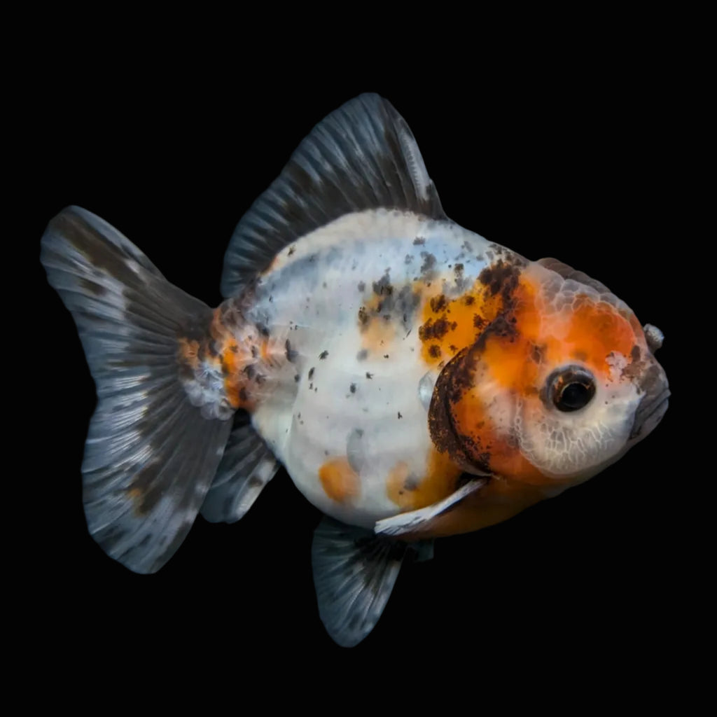 Thai Oranda Shogun Calico 4" in. ID#626SG7A-005