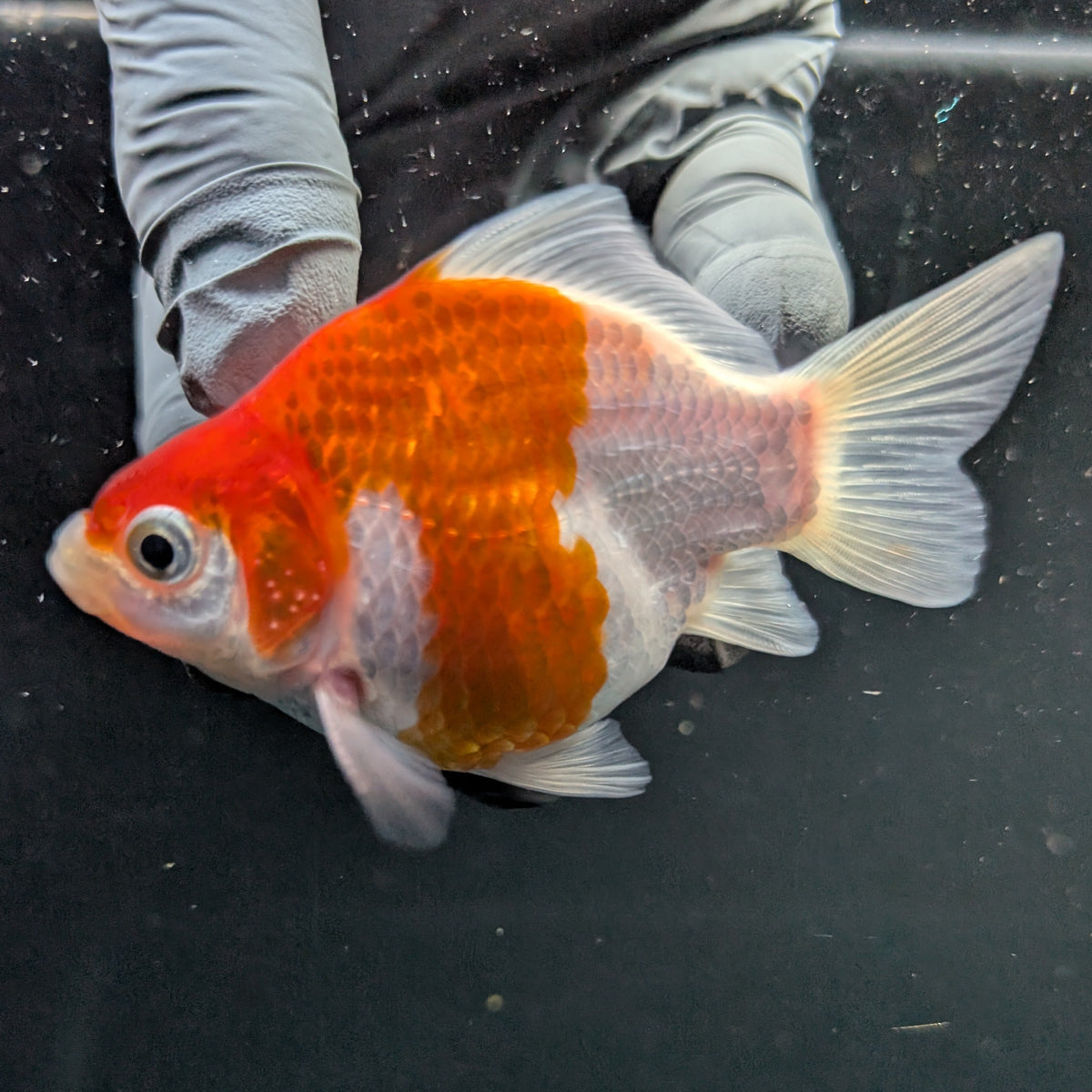 Tamasaba Red White 3"-3.5" in. ID#1009TM1B-008