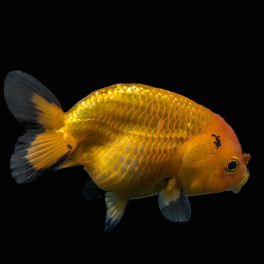 Ranchu Red Black 4"-4.5"in. ID#821R4A-056