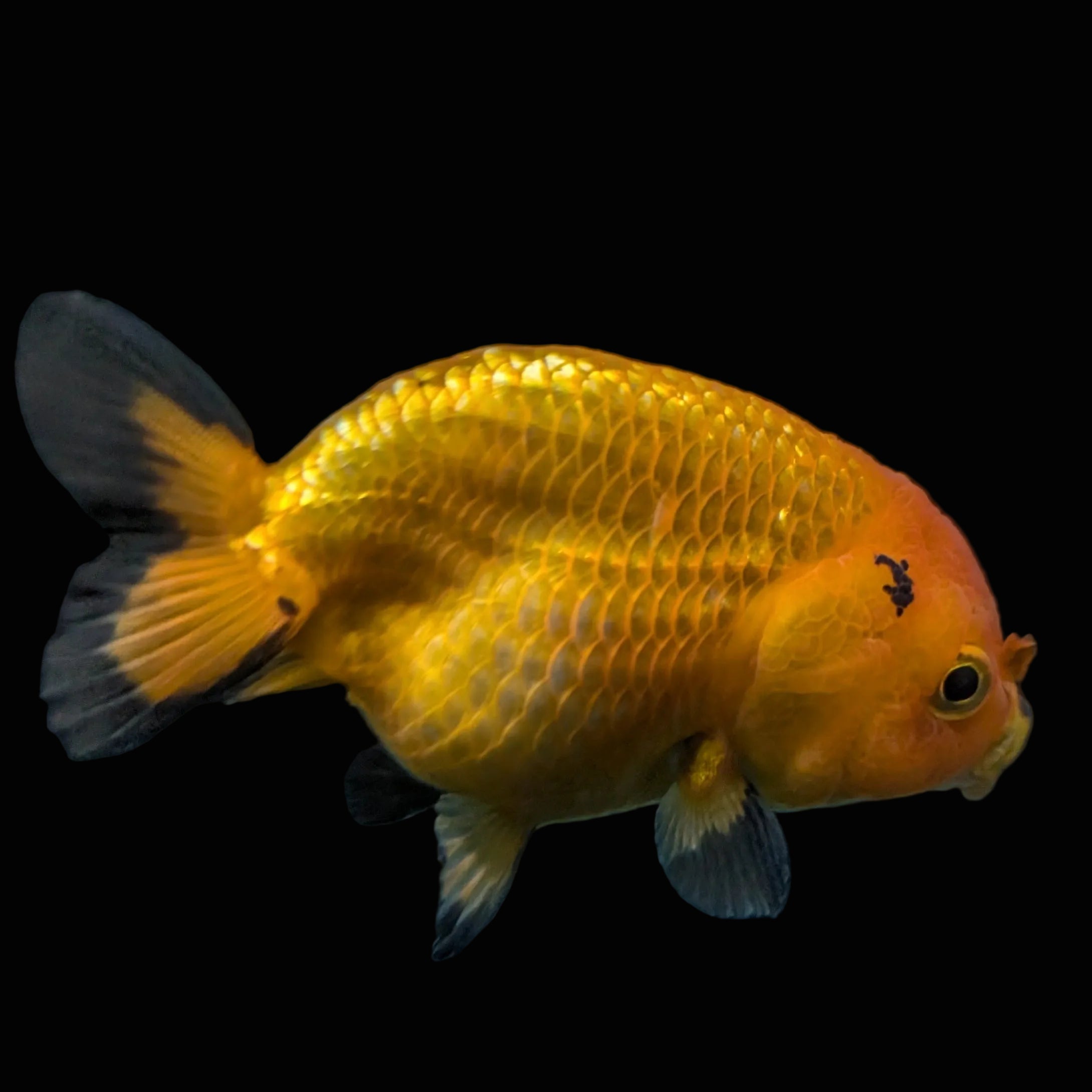 Ranchu Red Black 4"-4.5"in. ID#821R4A-056