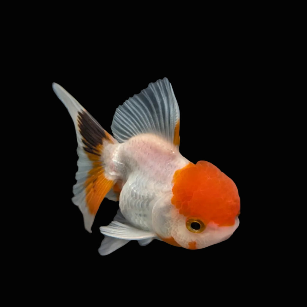 Juvenile Oranda Red Cap 3.5"-4" in.  ID#320T13b-005