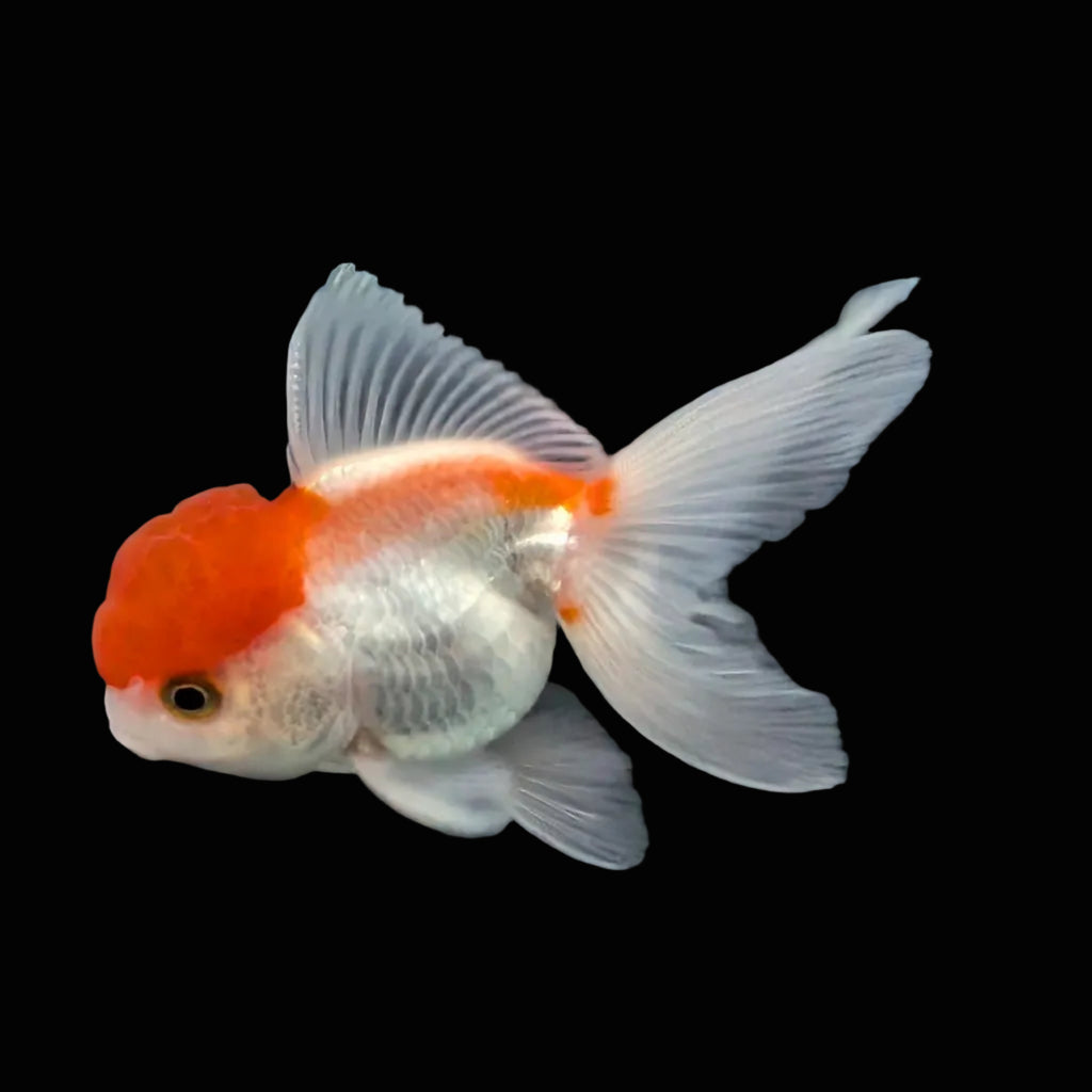 Juvenile Oranda Tricolor 3.5