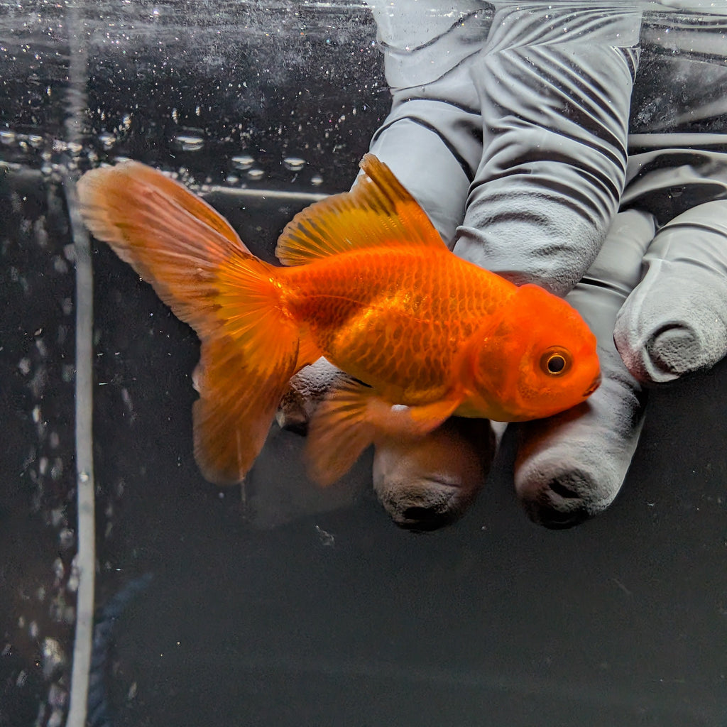 Juvenile Oranda Red Black 3"-3.5"in.  ID#515T2A-015
