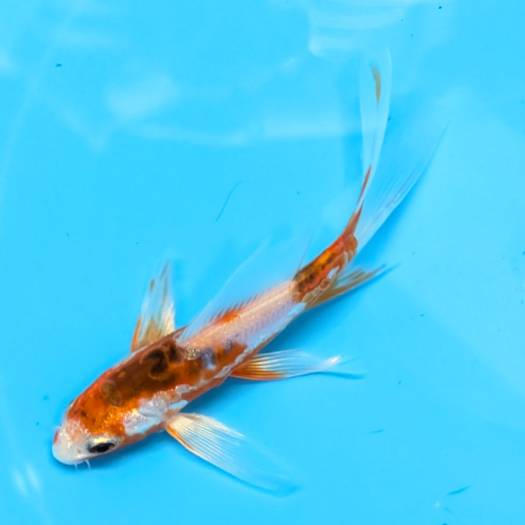 Shusui Butterfly Koi  5"-6" in. ID#727BFK-007
