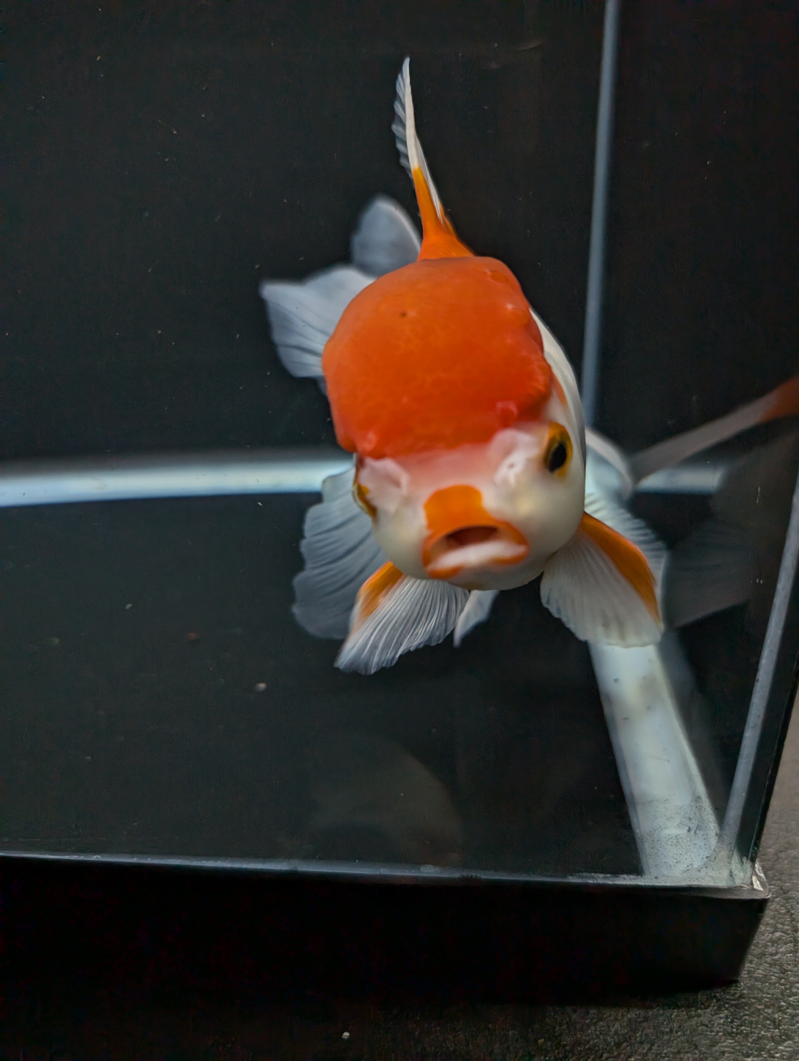 Jumbo Oranda Red White 6.5"-7"in.  ID#522T4B-001