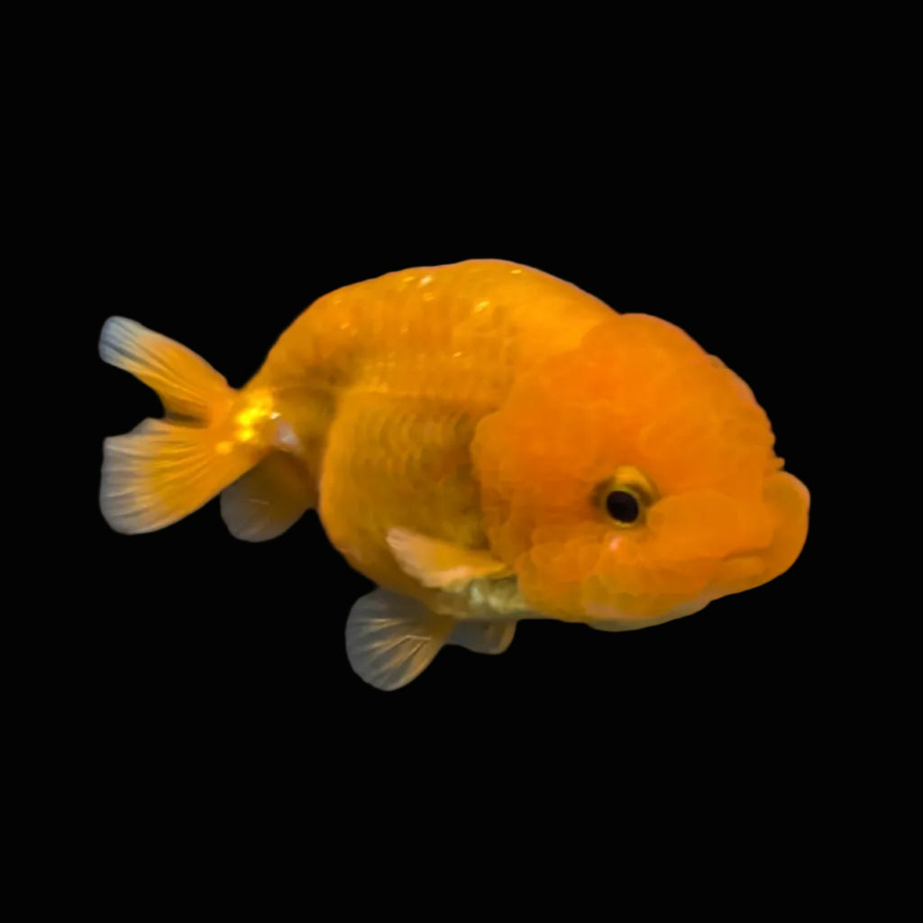 Ranchu Red White 3"-3.5" in. ID#417R13A-005