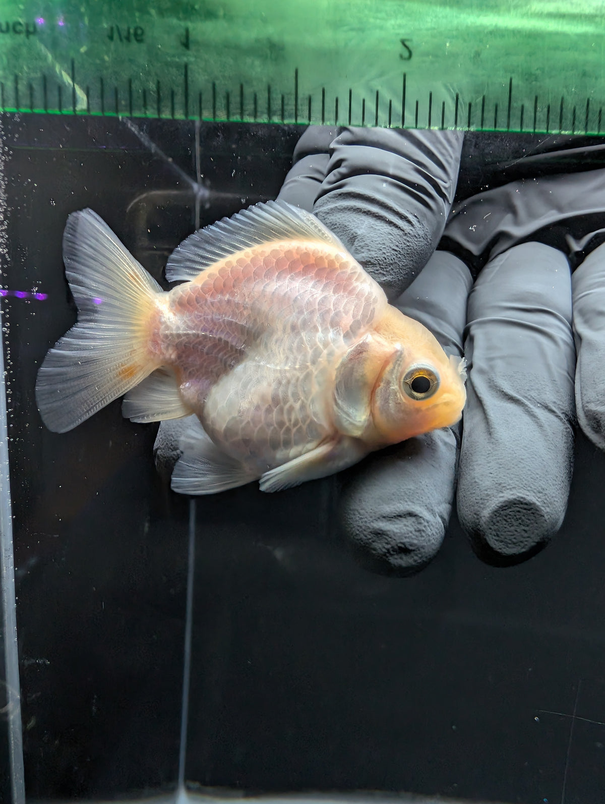 Baby Thai Shogun Oranda White 2"-2.5" in. ID#1016BSG11A-008