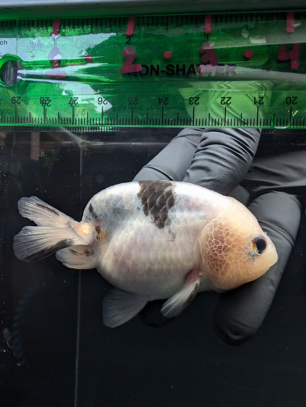 Jumbo Ranchu Calico 3.5"- 4" in. ID#717R8A-003
