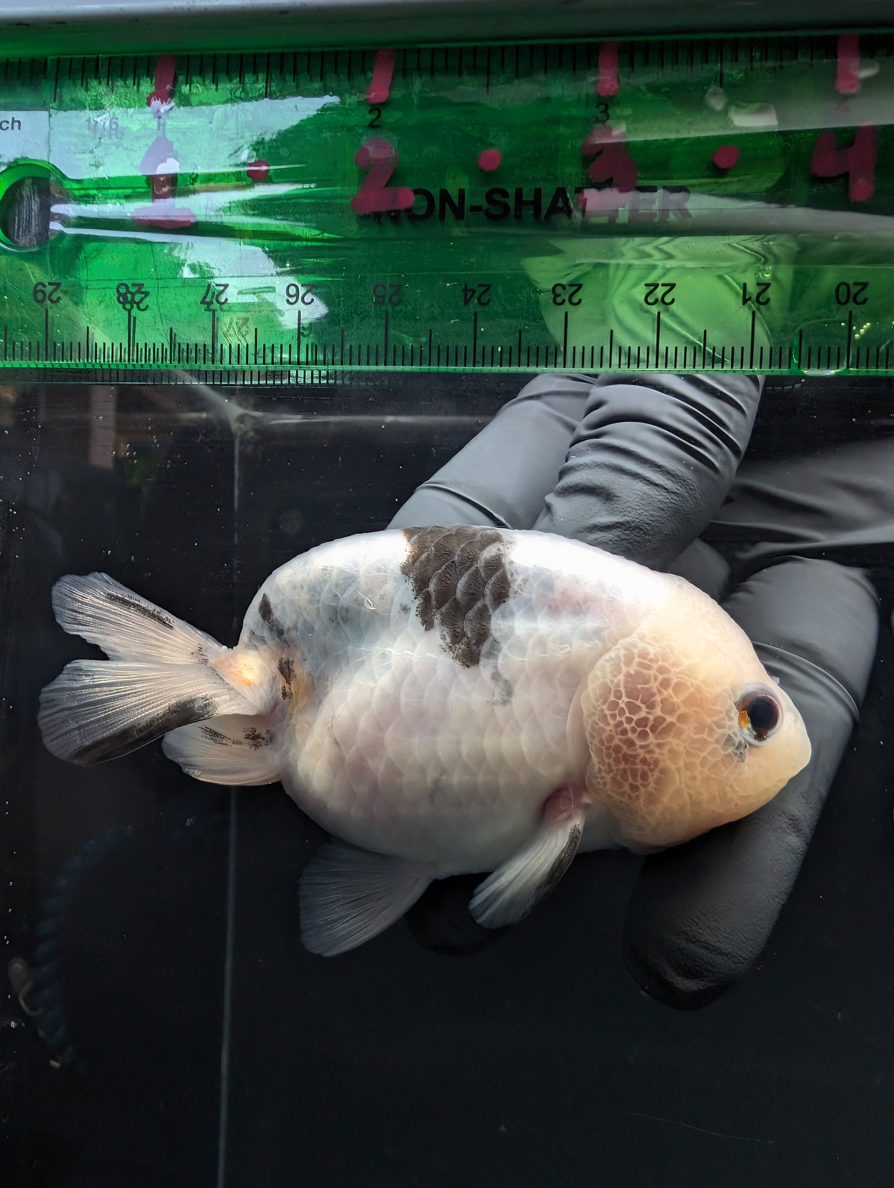 Jumbo Ranchu Calico 3.5"- 4" in. ID#717R8A-003