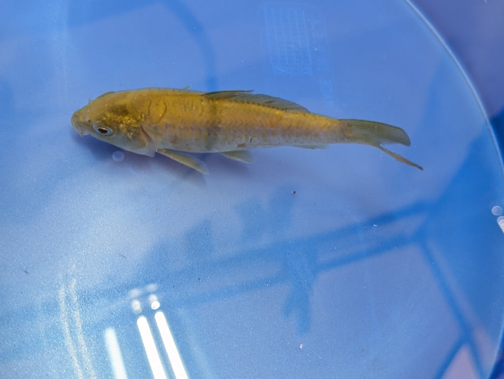 Doitsu Chagoi Koi  4"in. ID#806BFK-019