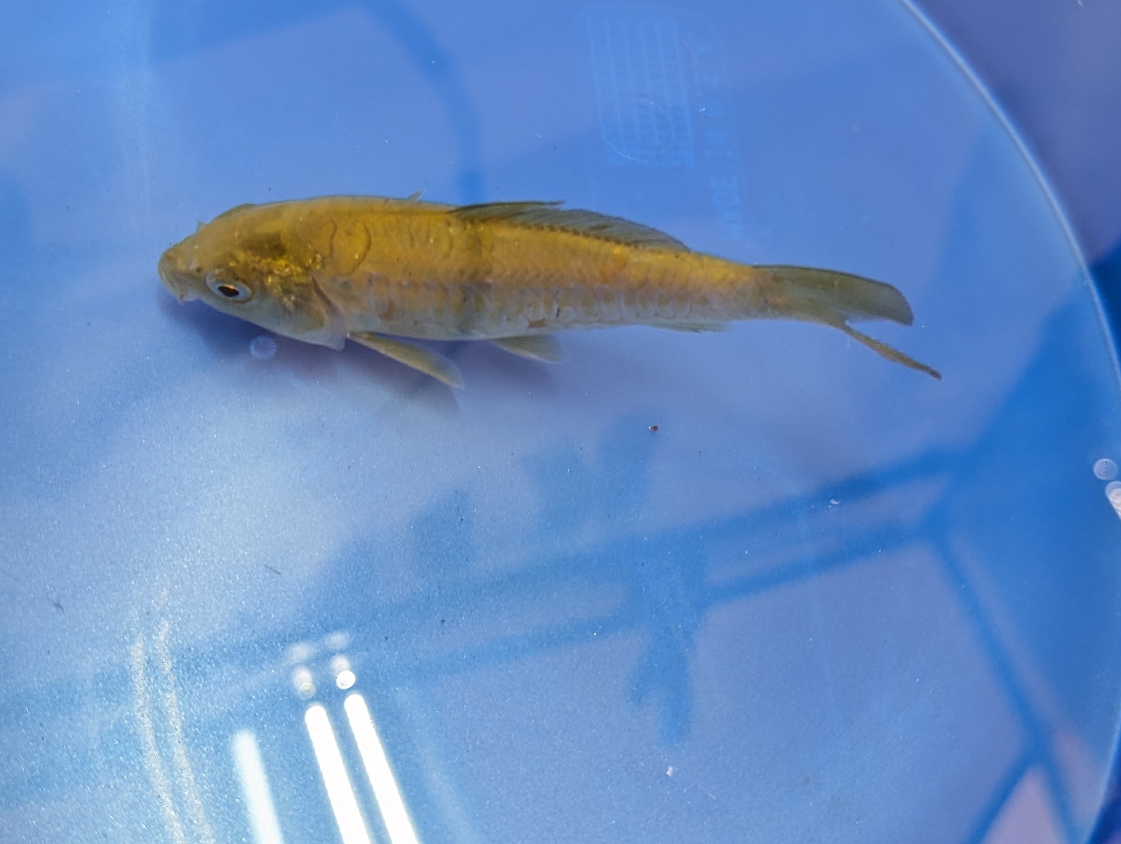 Doitsu Chagoi Koi  4"in. ID#806BFK-019