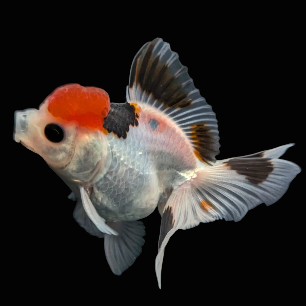 Juvenile Oranda Tricolor 3.5"-4" in.  ID#403T8A-005