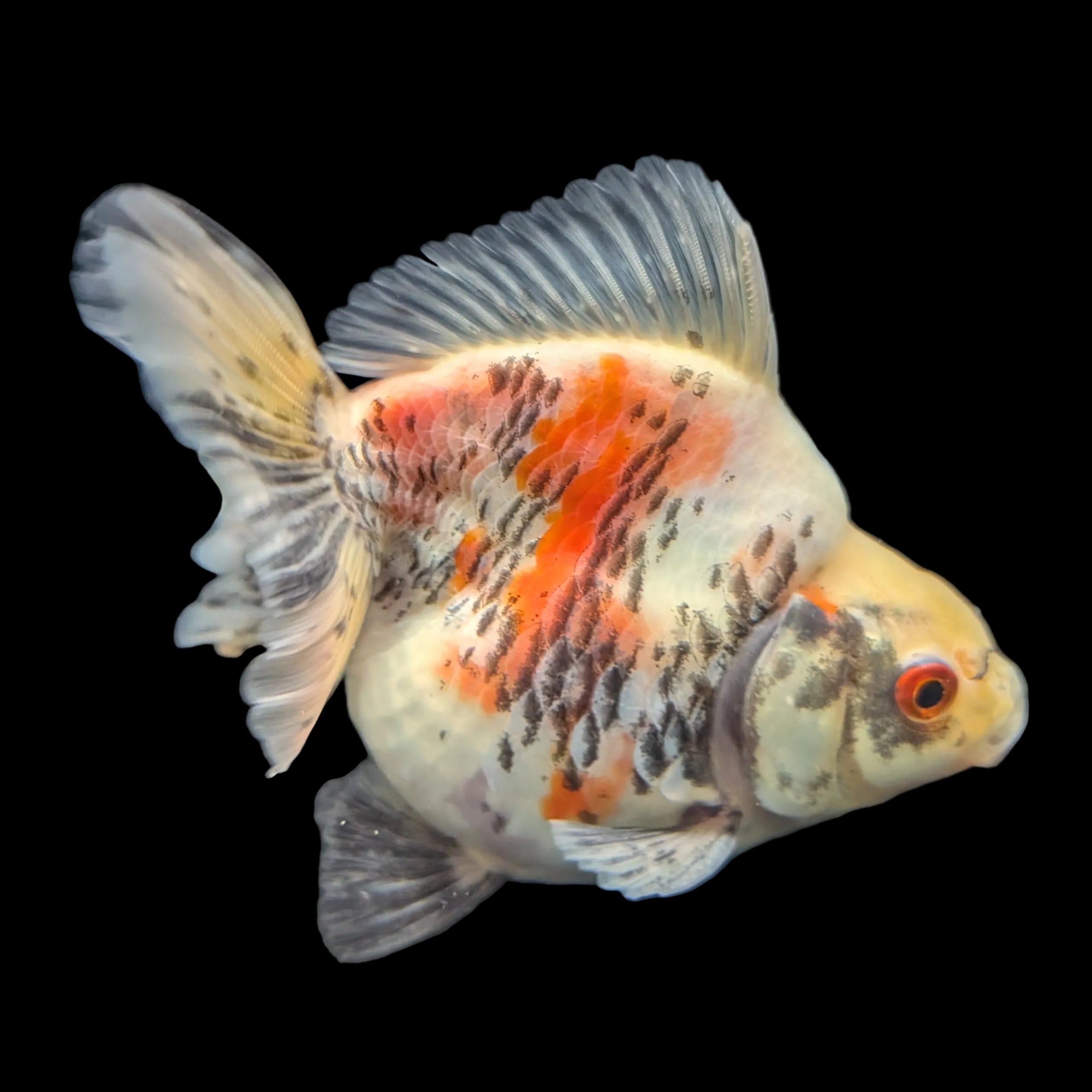 Jumbo Ryukin Short Tail Kirin Calico 4"-4.5" in. ID#3204B-005
