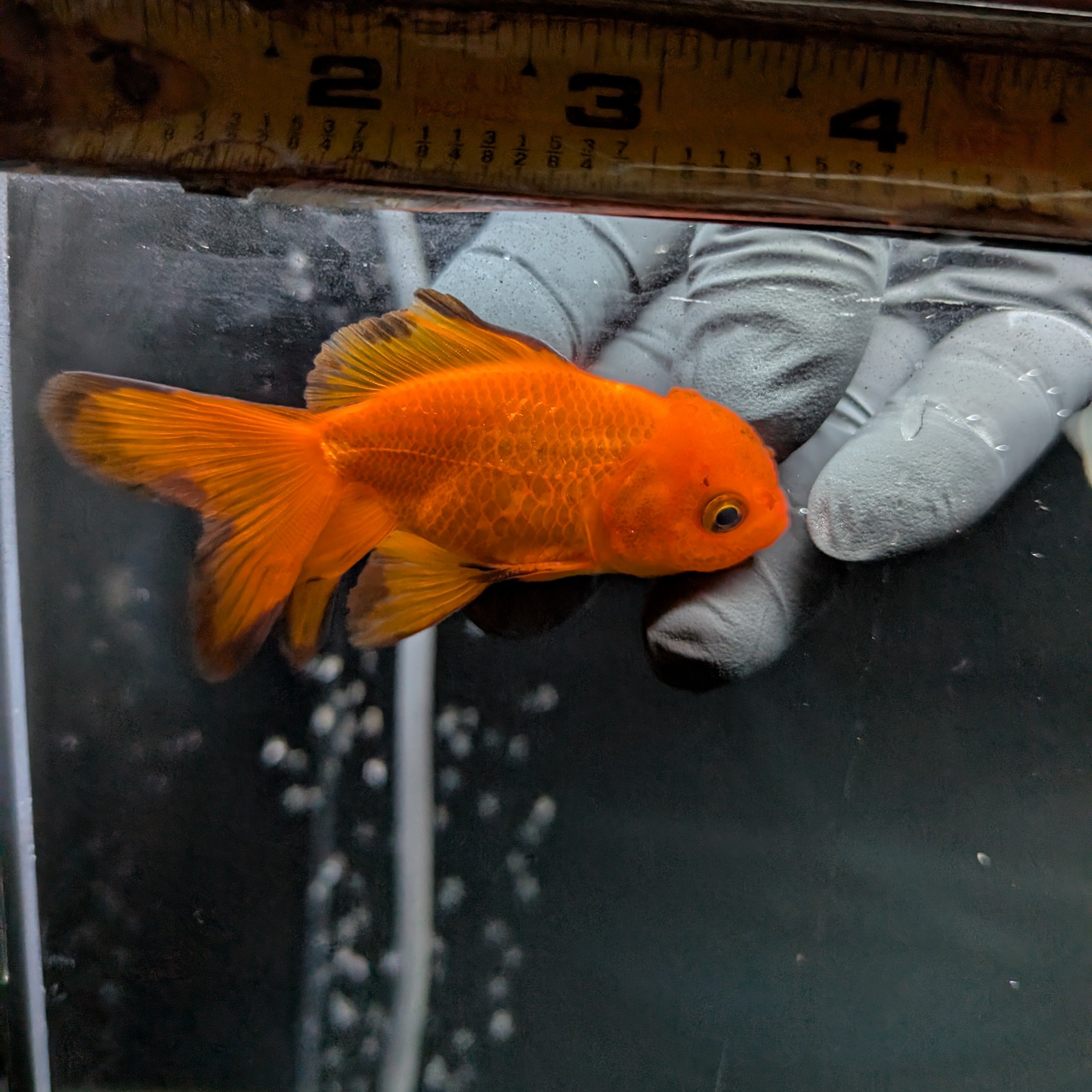Juvenile Oranda Red Black 3"-3.5"in.  ID#522T1A-004 Please See Notes.