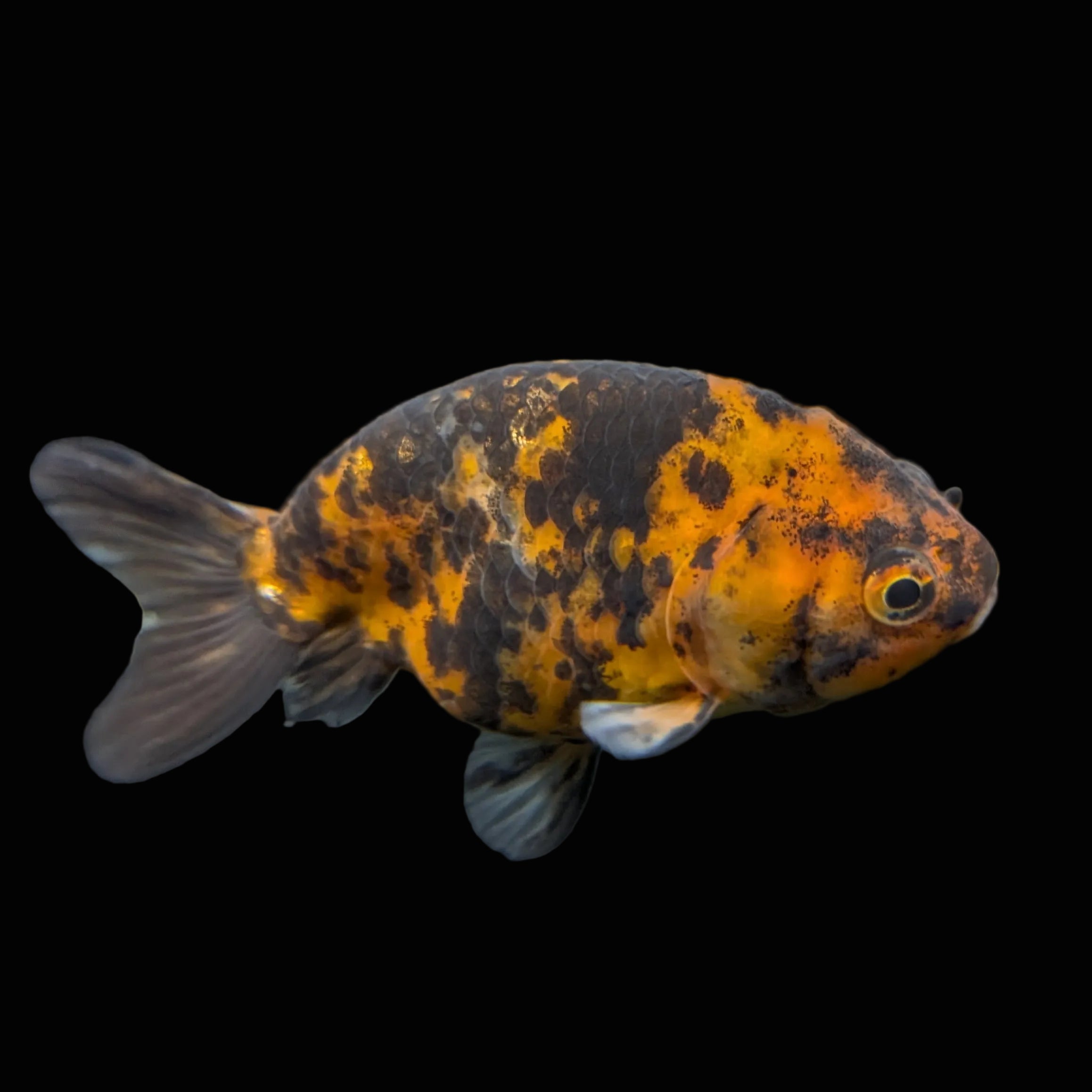 Ranchu Calico 3"-3.5" in. ID#501R13A-028