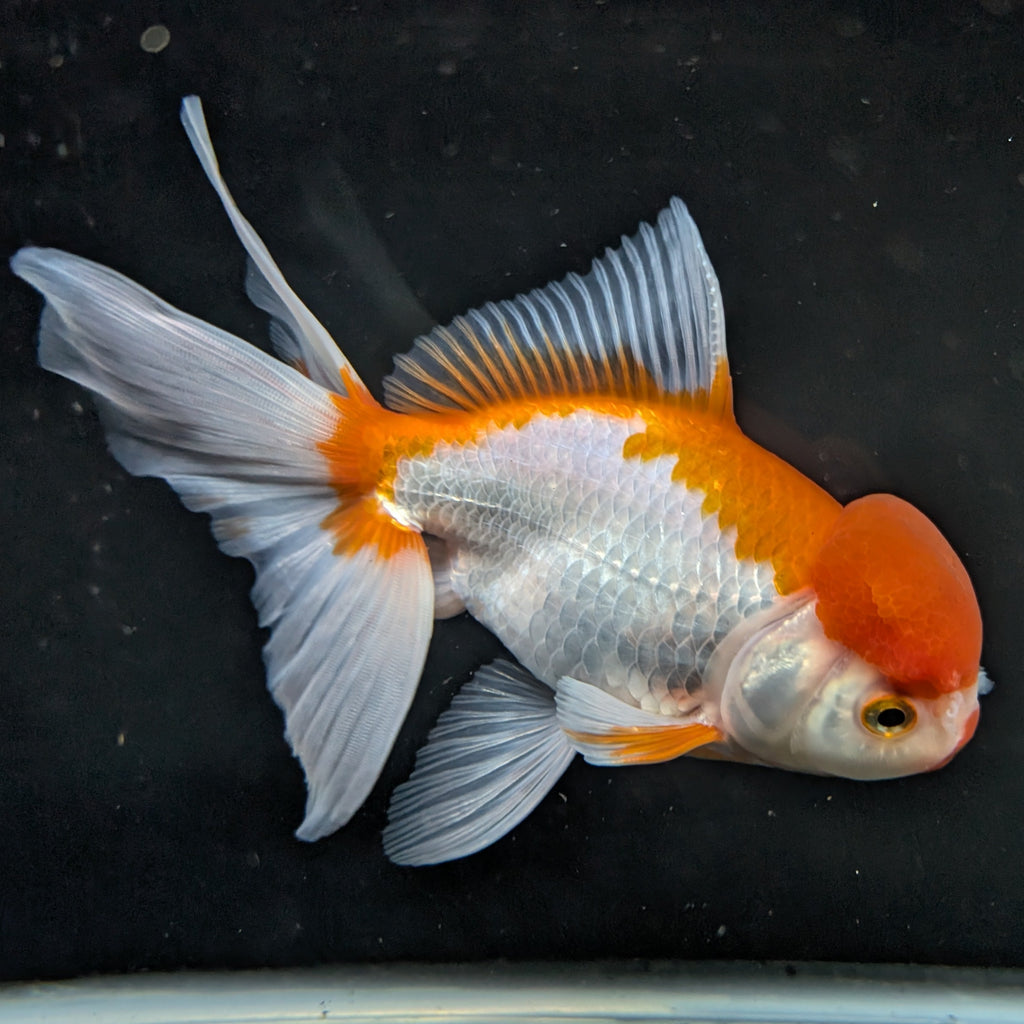 Jumbo Oranda Red White 6.5"-7"in.  ID#522T4B-001