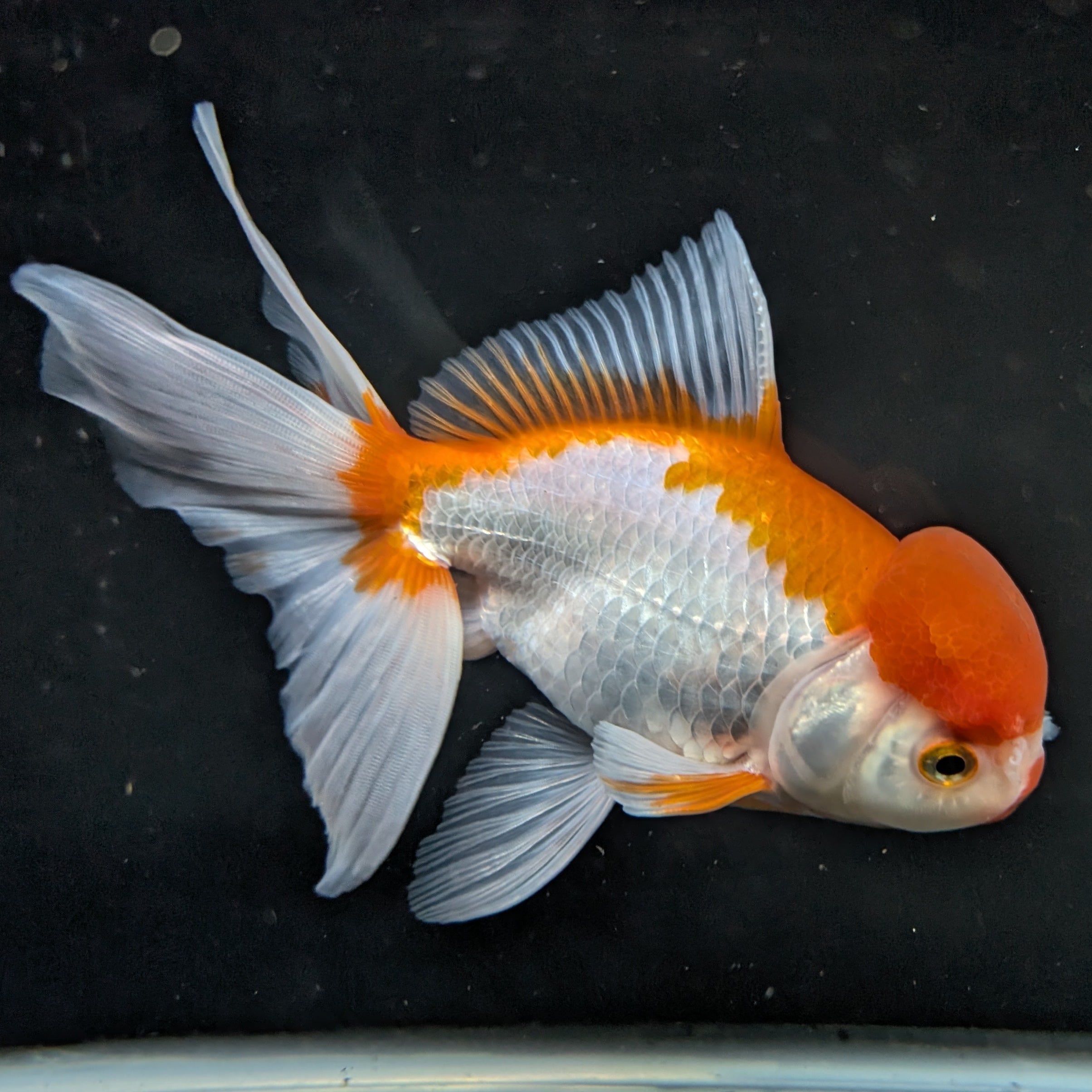 Jumbo Oranda Red White 6.5"-7"in.  ID#522T4B-001