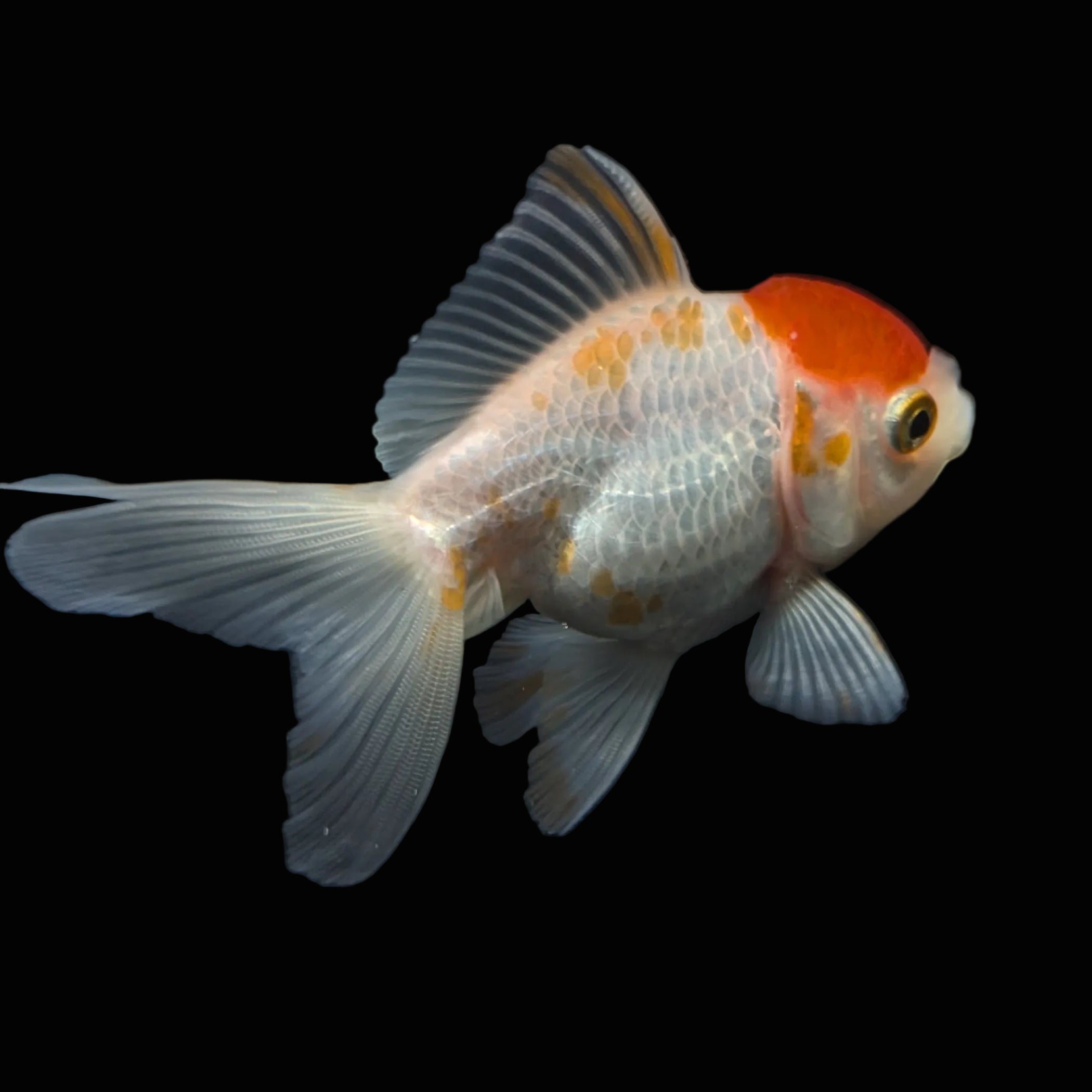 Thai Juvenile Oranda Red White 3"-3.5" in.  ID#724T1A-026