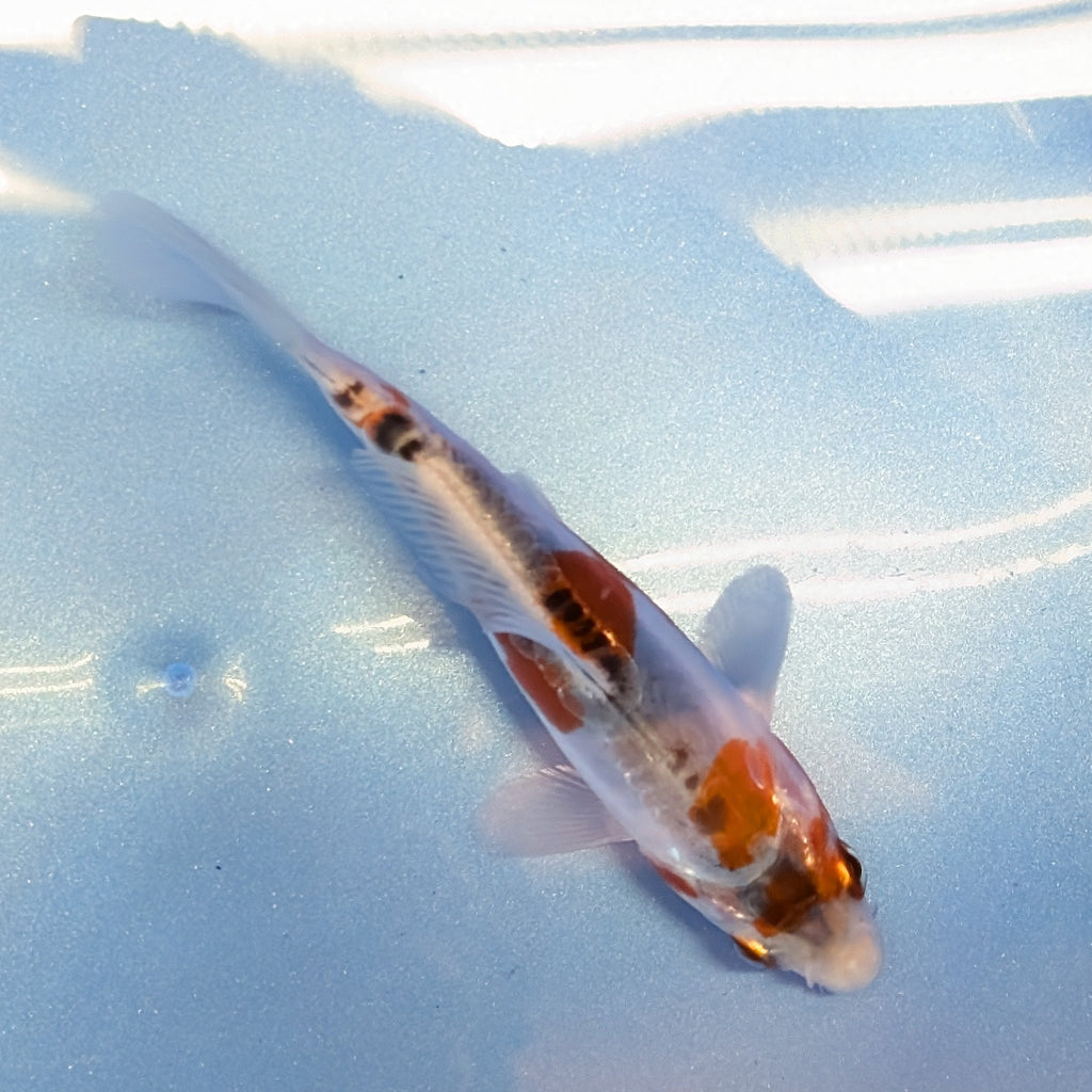 Shusui Koi  4"in. ID#806BFK-015