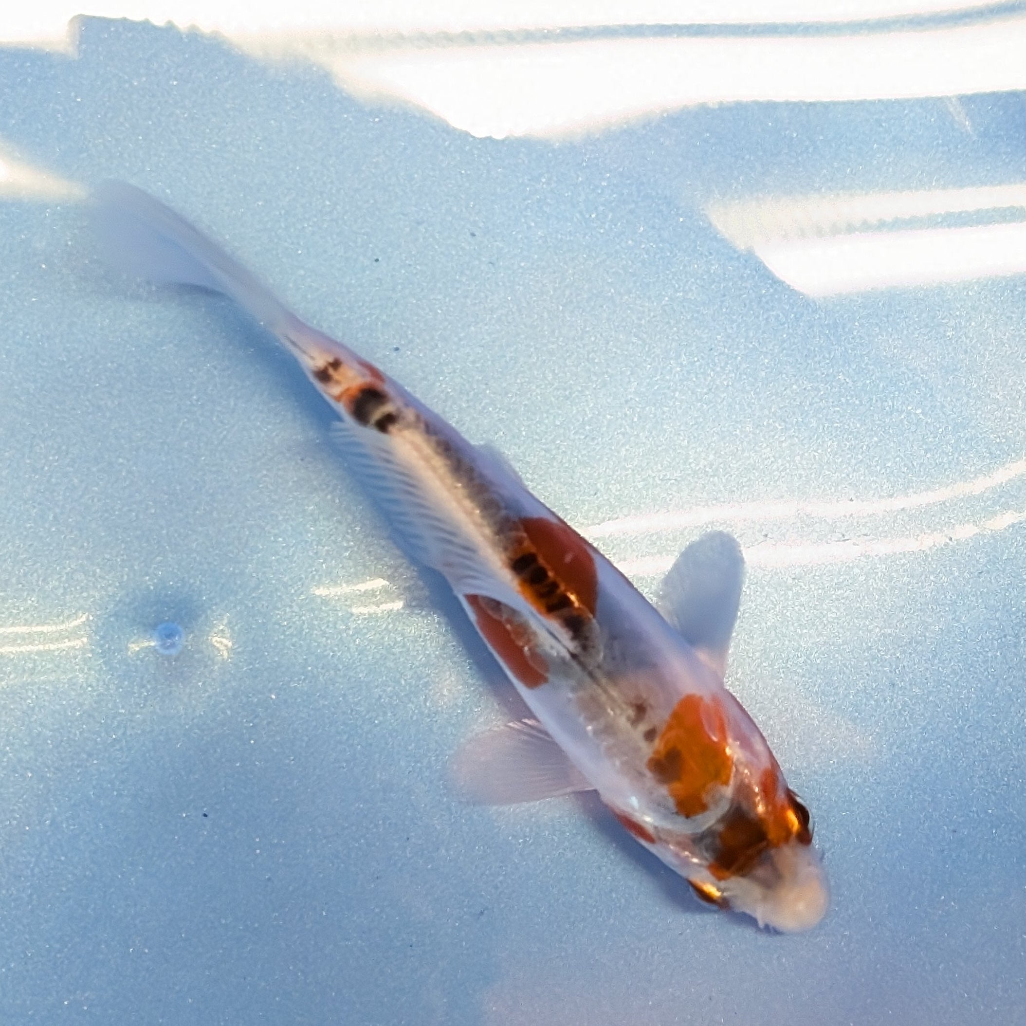 Shusui Koi  4"in. ID#806BFK-015
