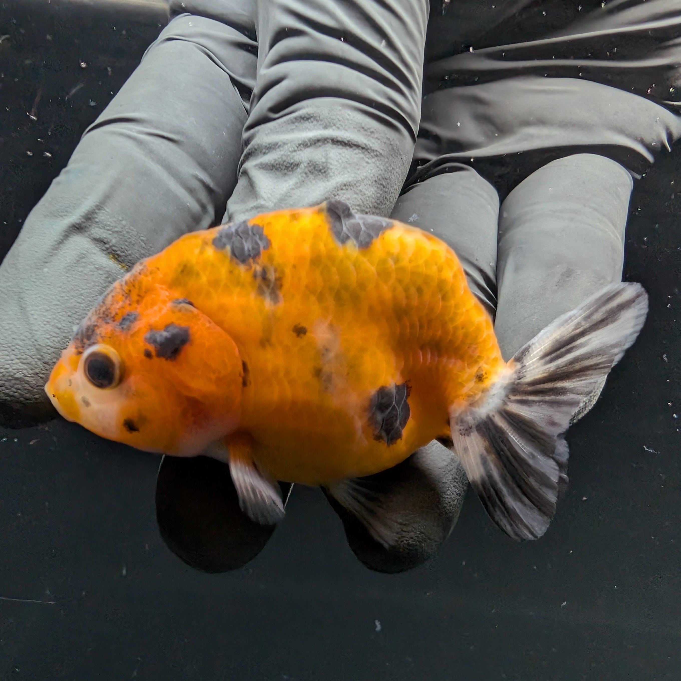 Ranchu Calico 2.5"-3" in. ID#717R4A-009