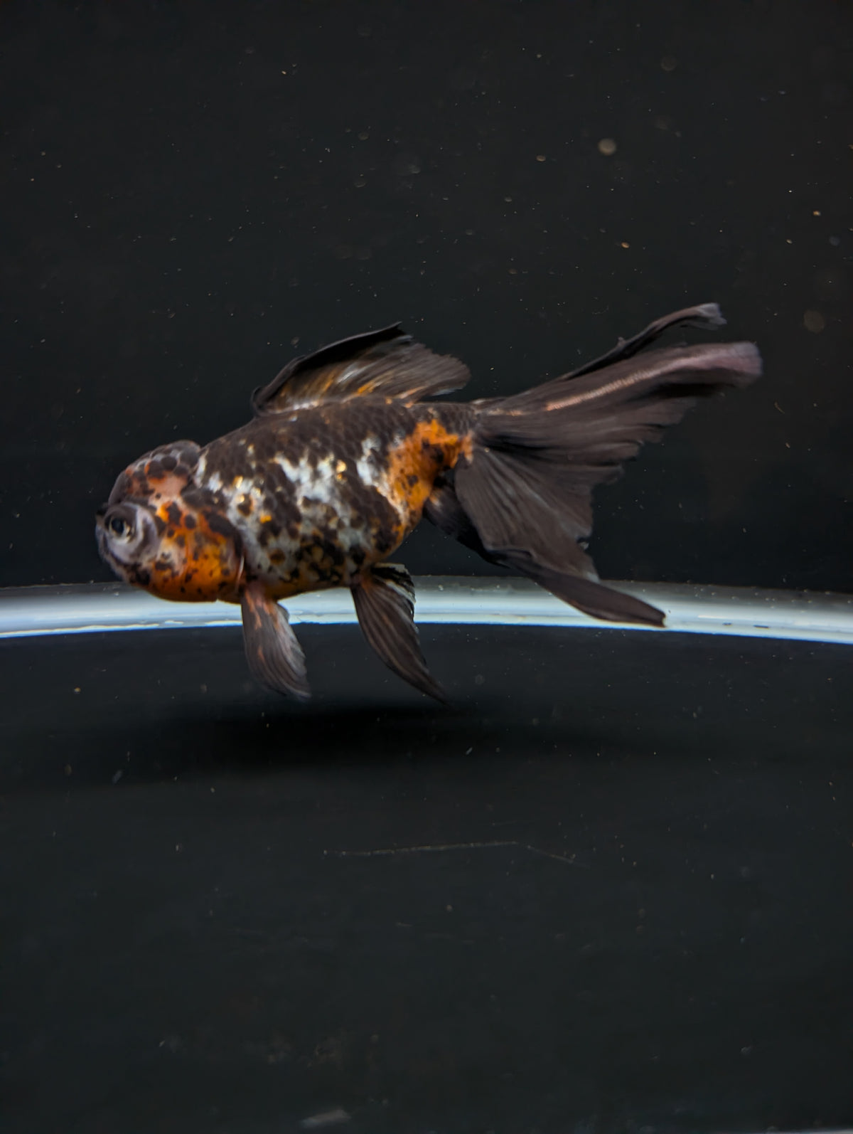 Calico Oranda 4.5"-5"in. ID#911LB2A-001