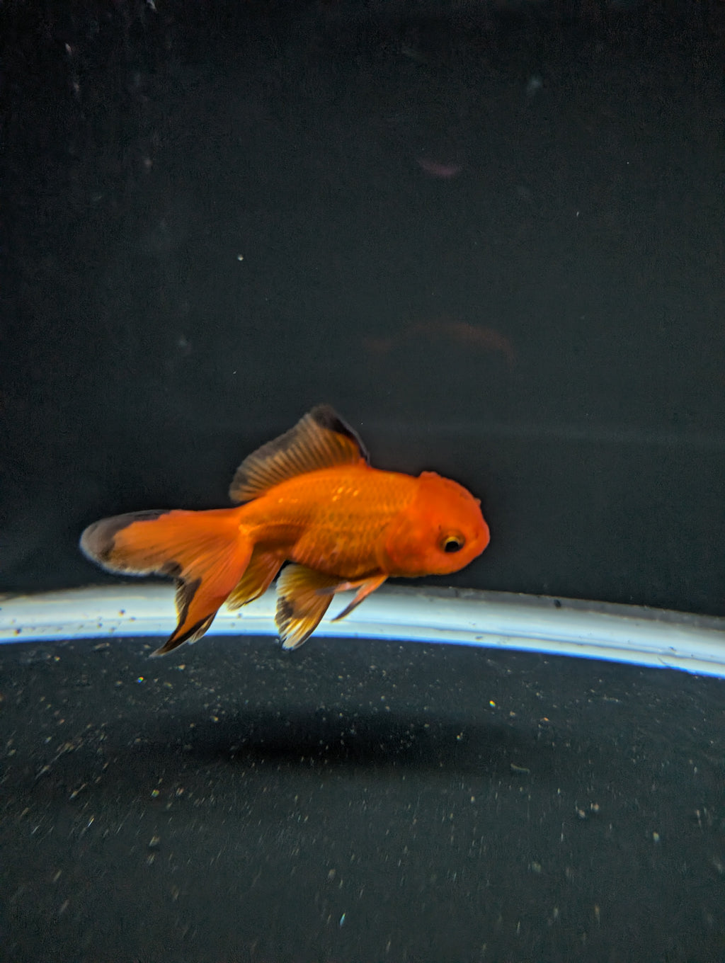 Juvenile Oranda Red Black 3"-3.5"in.  ID#522T1A-004 Please See Notes.
