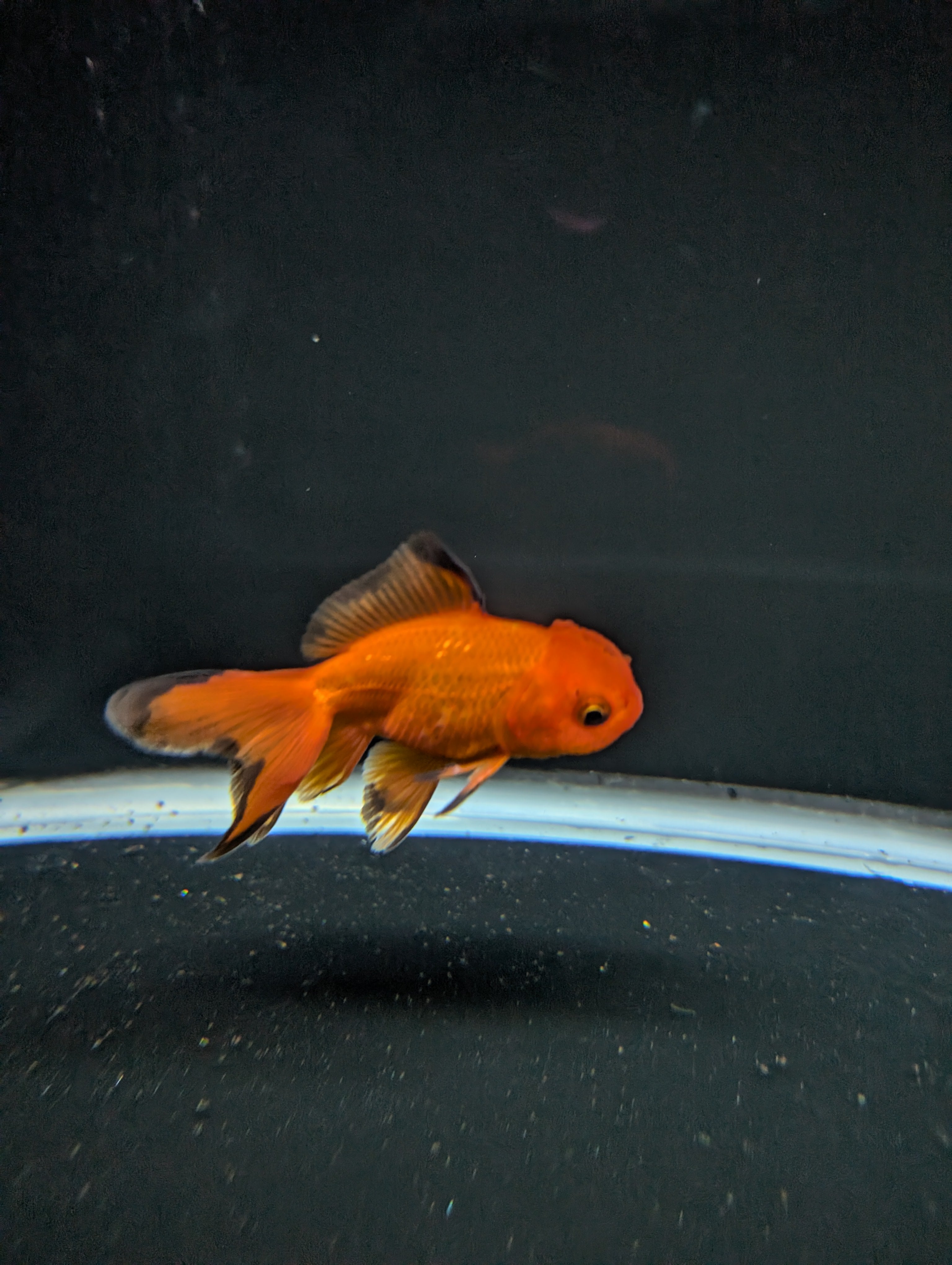 Juvenile Oranda Red Black 3"-3.5"in.  ID#522T1A-004 Please See Notes.