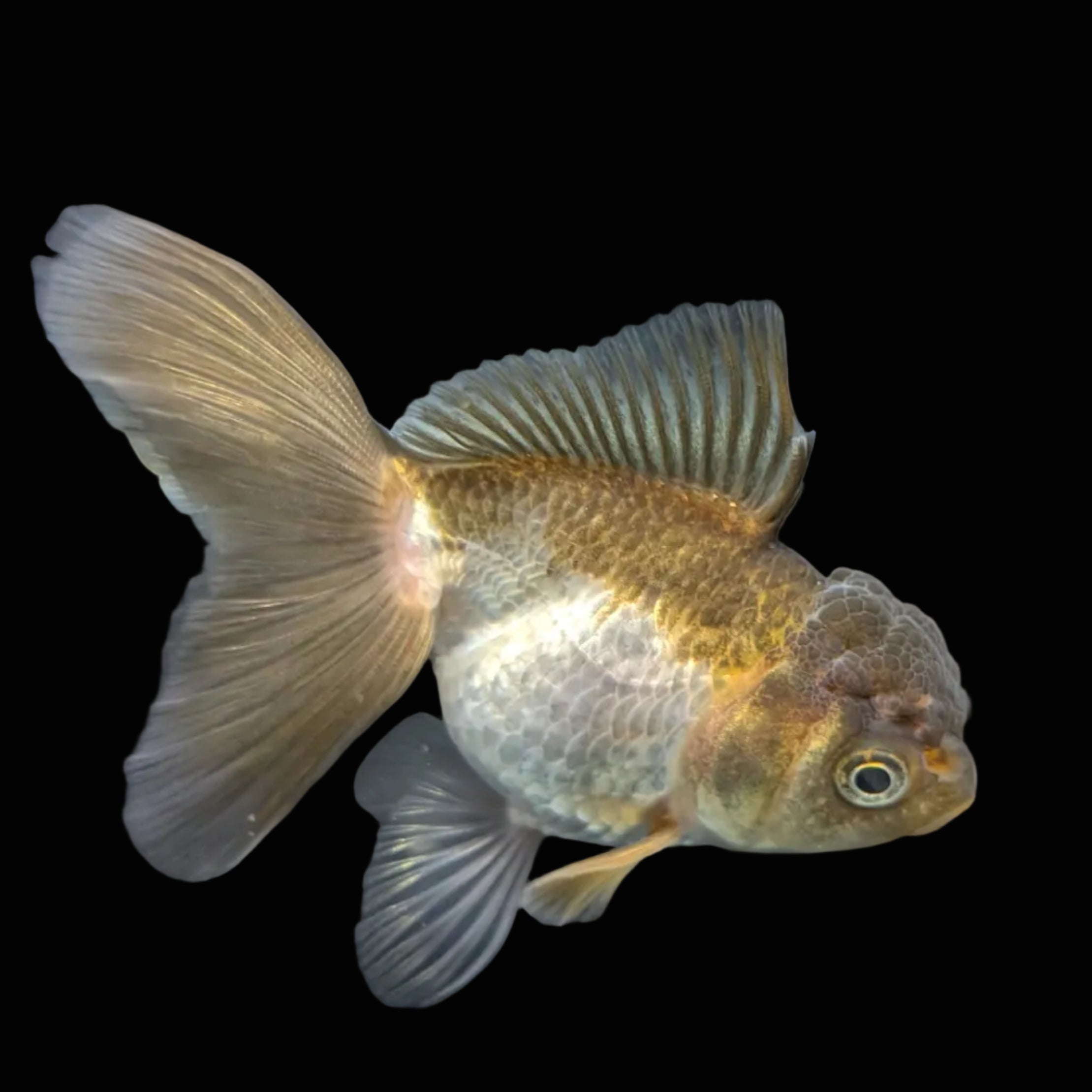 Juvenile Oranda Tricolor 3.5"-4" in.  ID#417T7A-013
