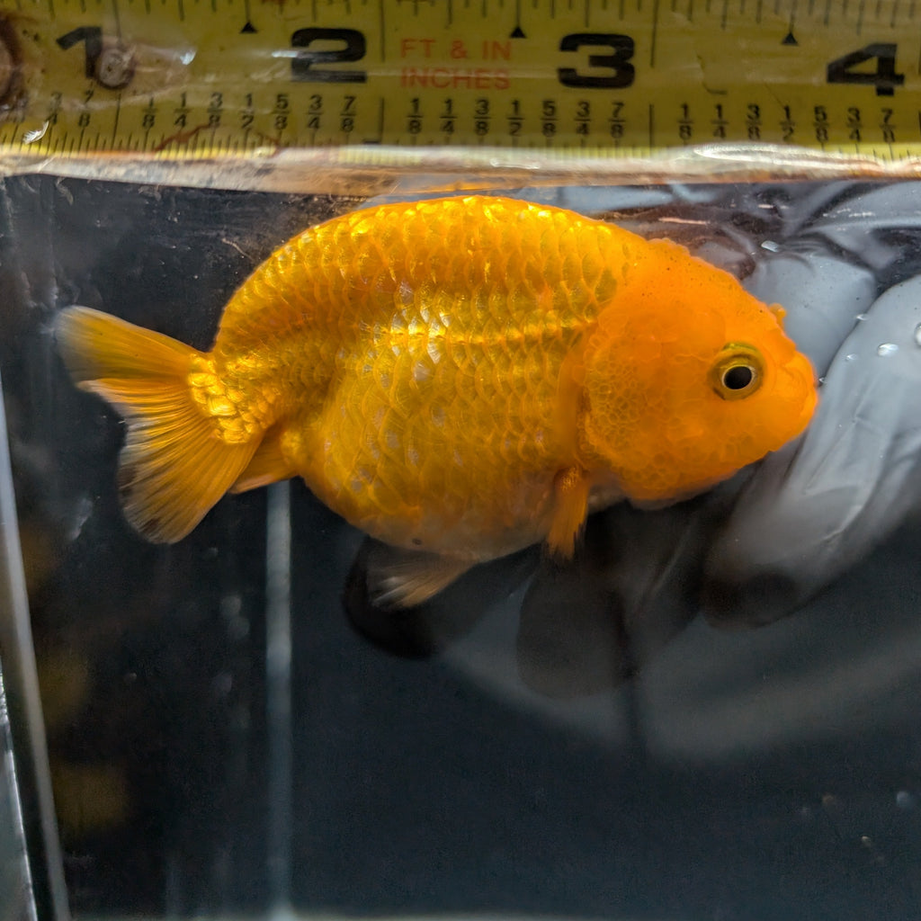 Ranchu Red White 3"-3.5" in. ID#403R7A-012
