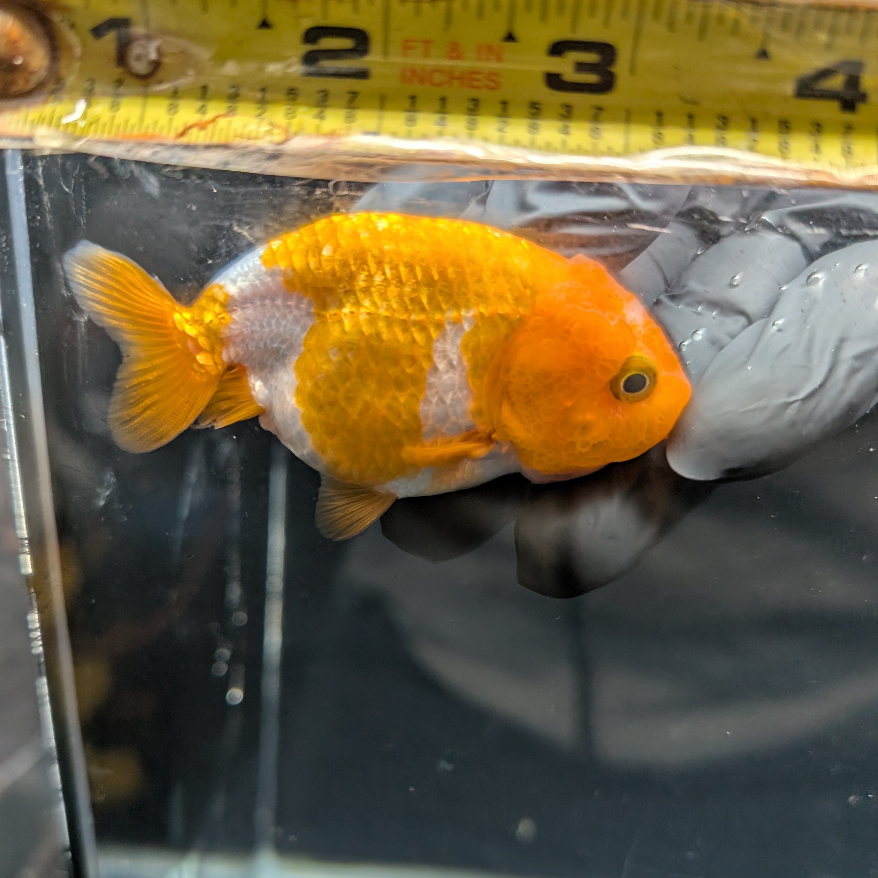 Ranchu Red White 3"-3.5" in. ID#403R7A-010