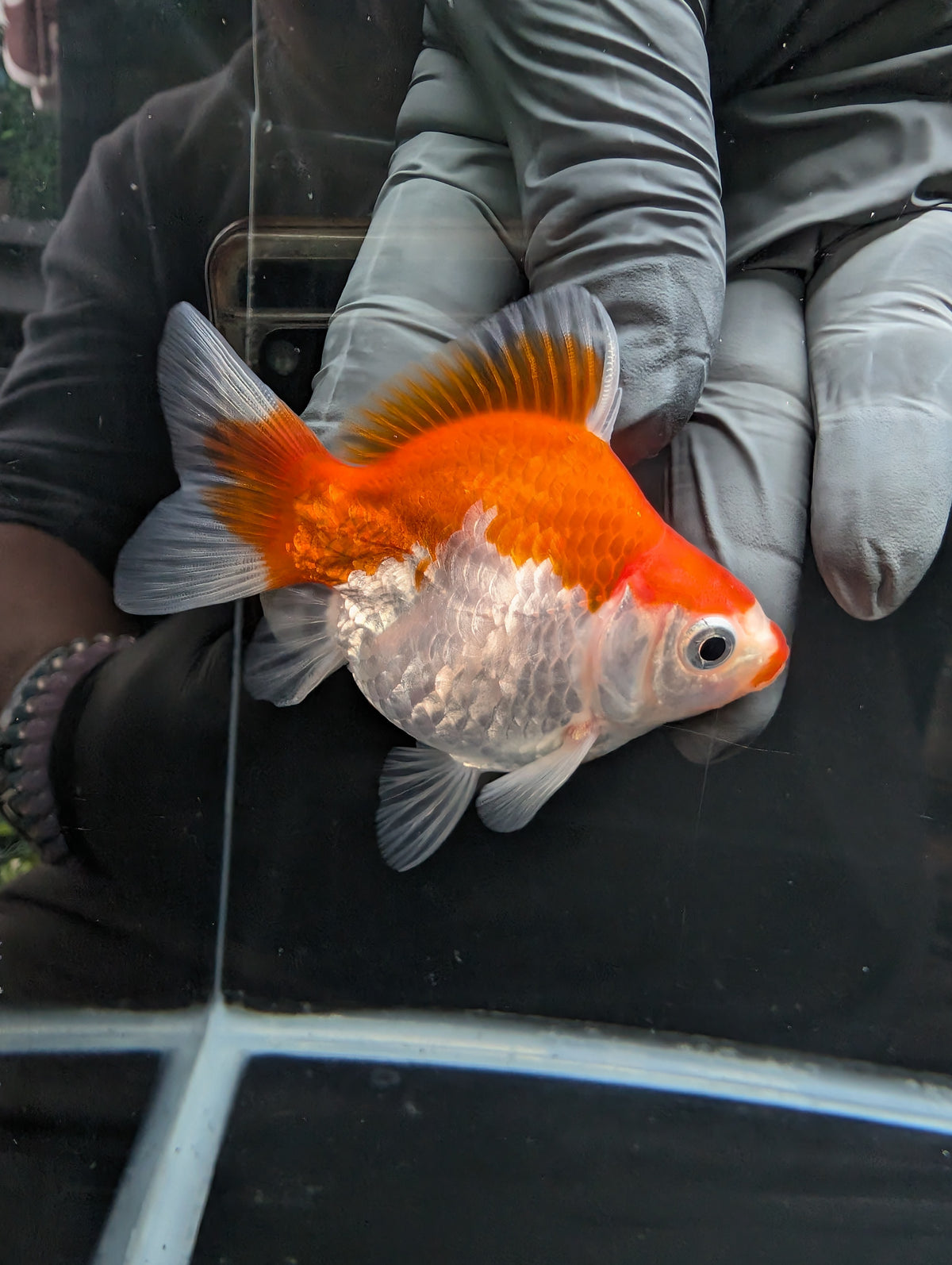 Tamasaba Kuchibeni Red White 3.5"in. ID#1023TM1B-029