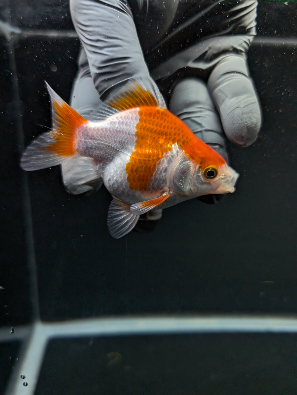 Tamasaba Red White 3"-3.5" in. ID#1009TM1B-013