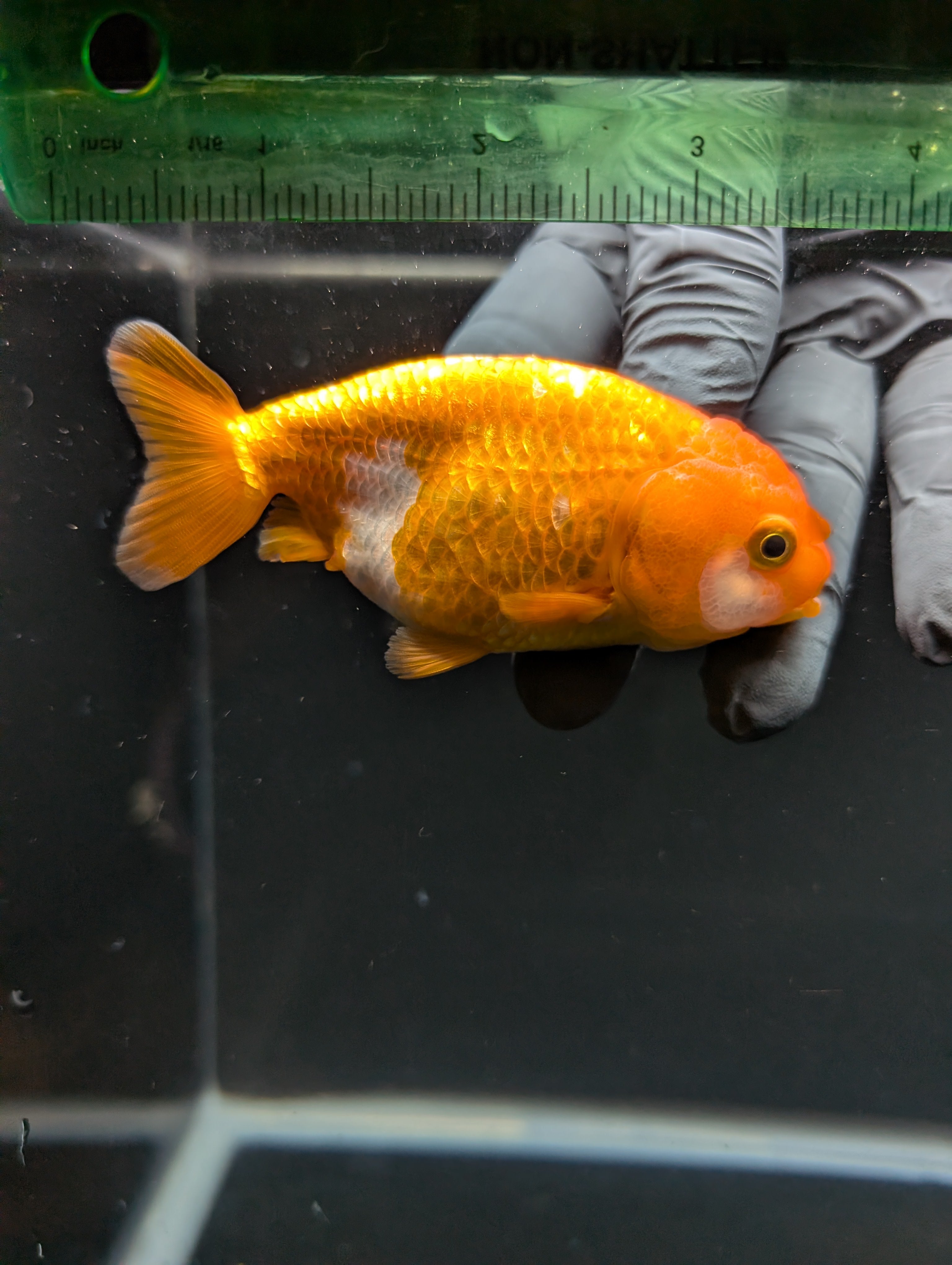 Ranchu Red White 3.5"-4"in. ID#828R4A-023