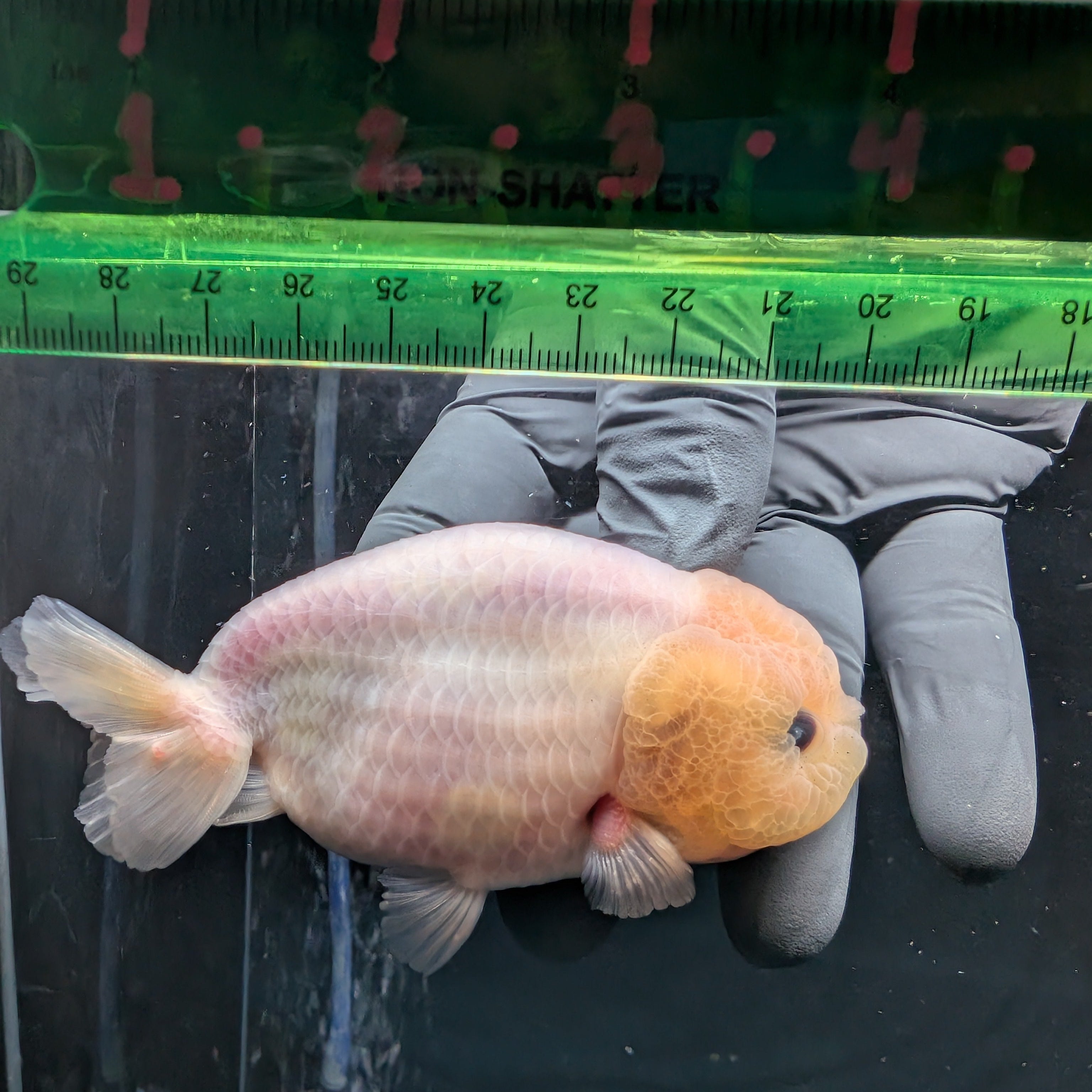 Jumbo Ranchu Pearl White 4" in. ID#626R8A-003 Please See Notes.