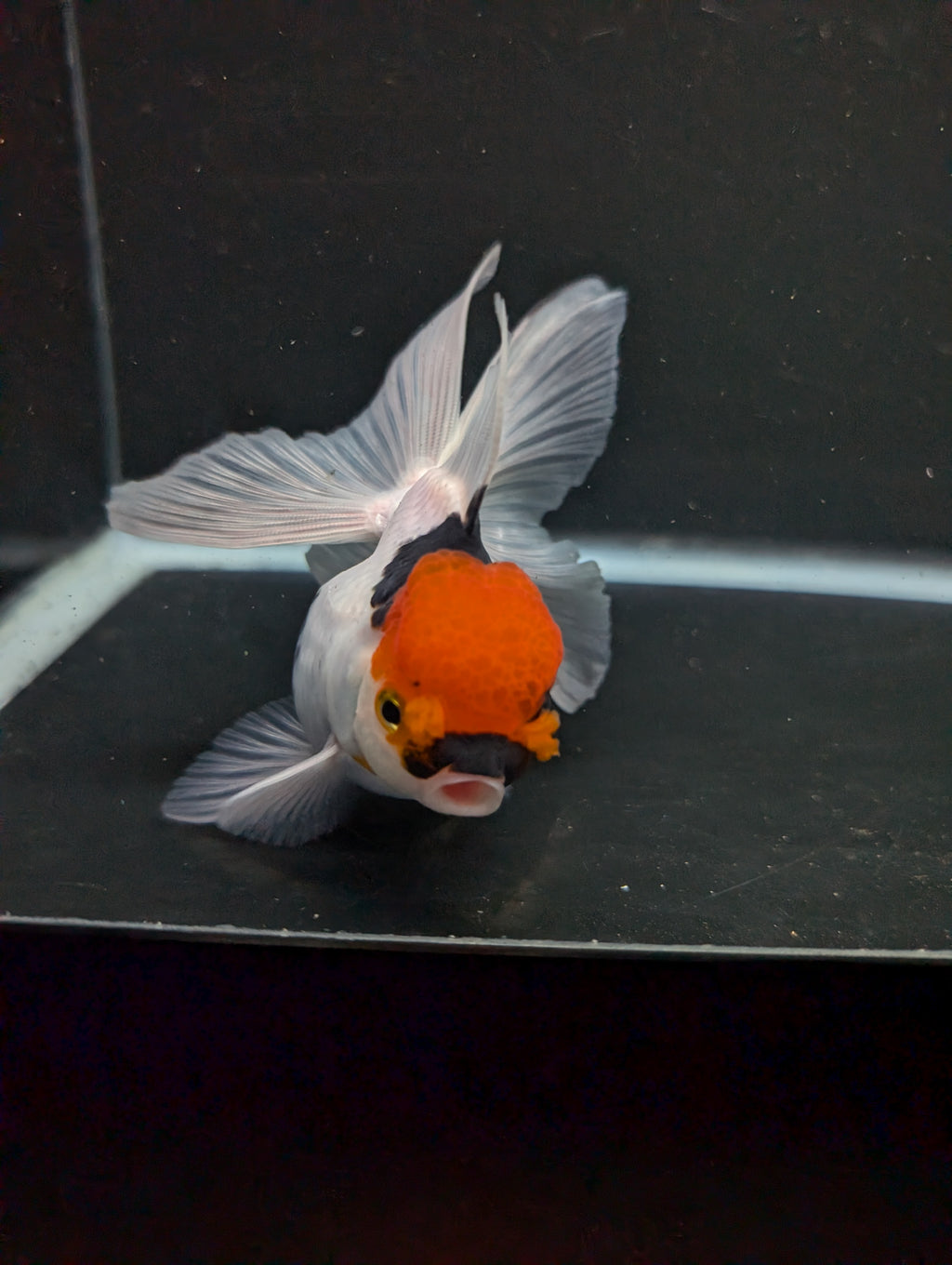 Thai Oranda Tricolor 4"-4.5"in.  ID#1016T1A-006