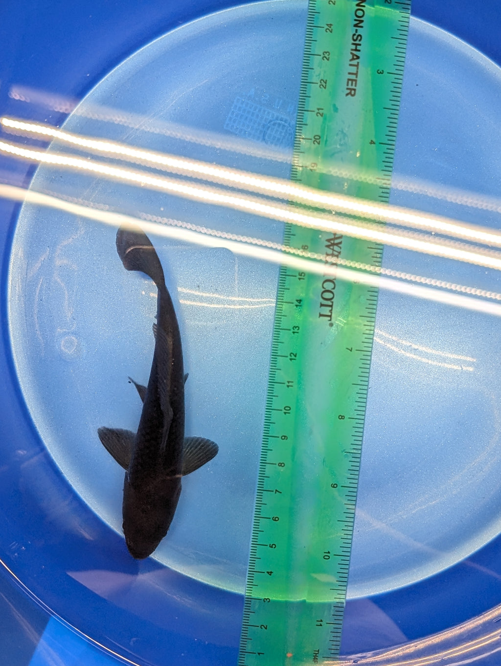 Karasu Koi  5"-6"in. ID#806BFK-021
