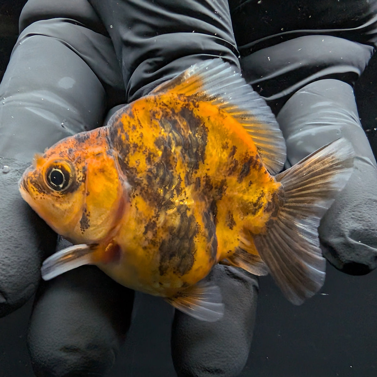 Baby Thai Shogun Oranda Tiger Calico 2"-2.5" in. ID#1016BSG11A-005