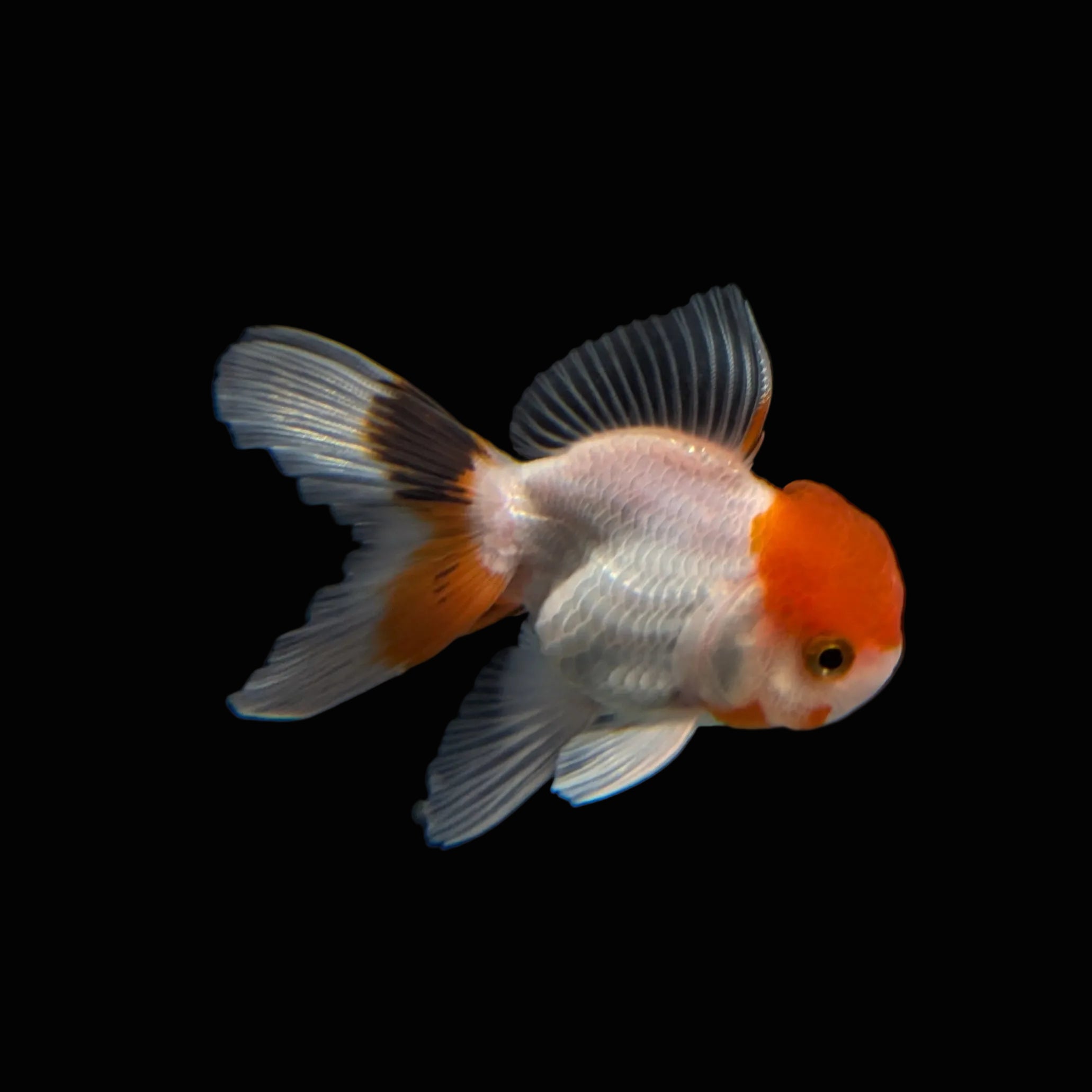 Juvenile Oranda Red Cap 3.5"-4" in.  ID#320T13b-005