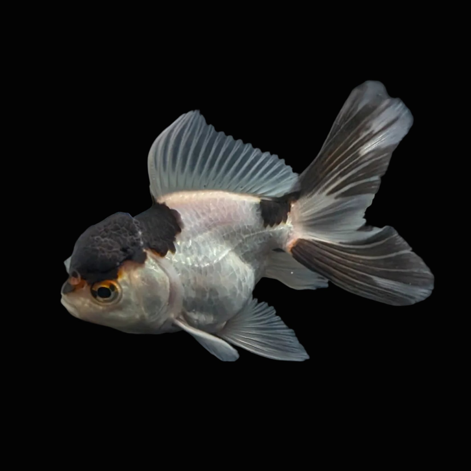 Juvenile Thai Oranda Panda 3"in.  ID#821T1A-022