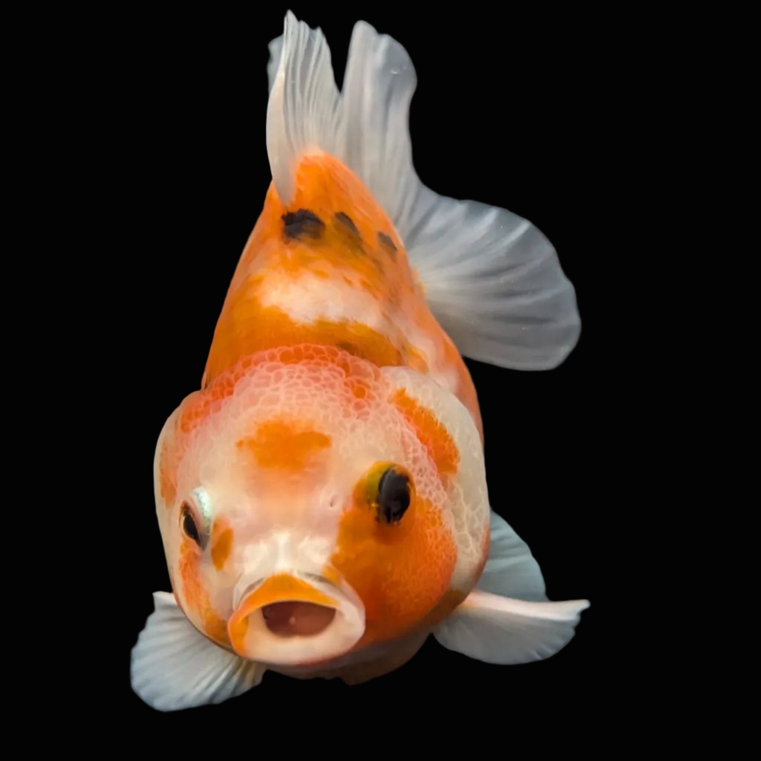 Jumbo Oranda Yuan Bao  Sakura   4"-4.5"in. ID#807SB13A-005